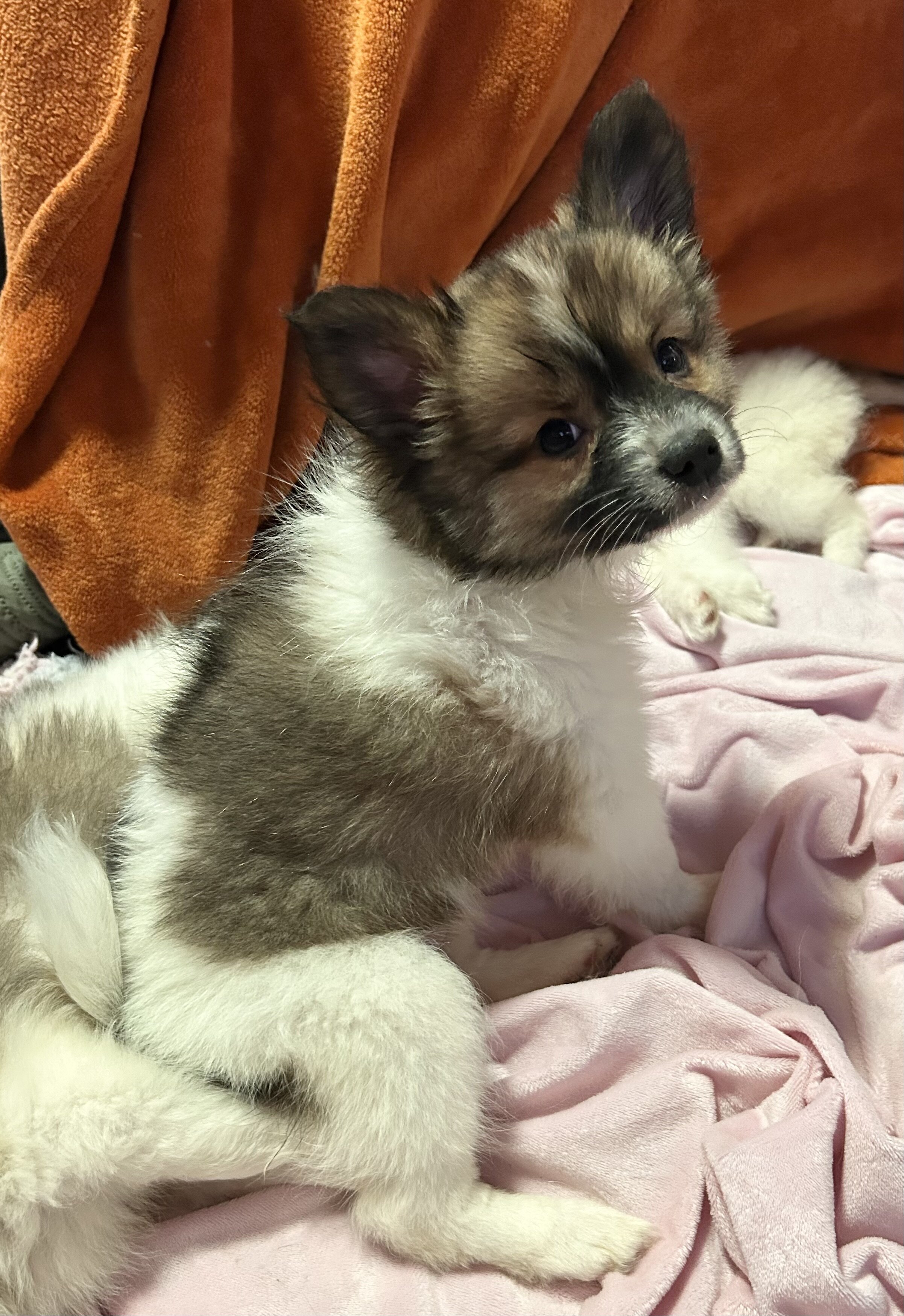 Papipom puppies image 2