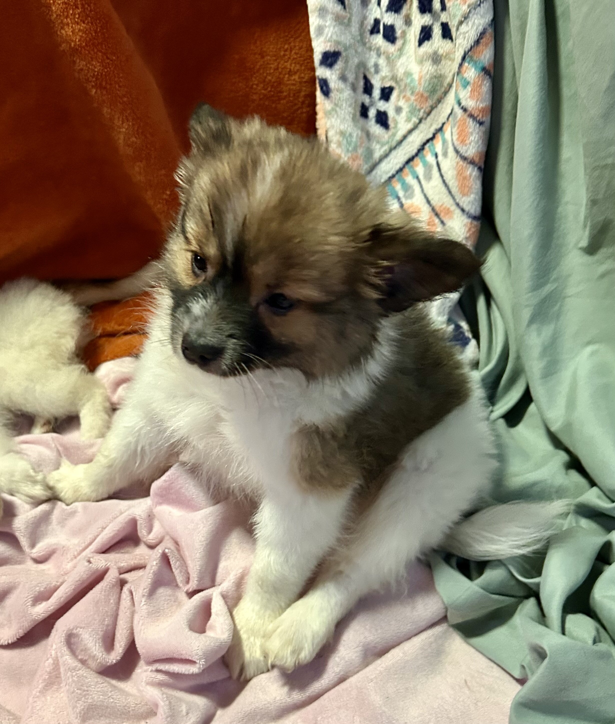 Papipom puppies image 9