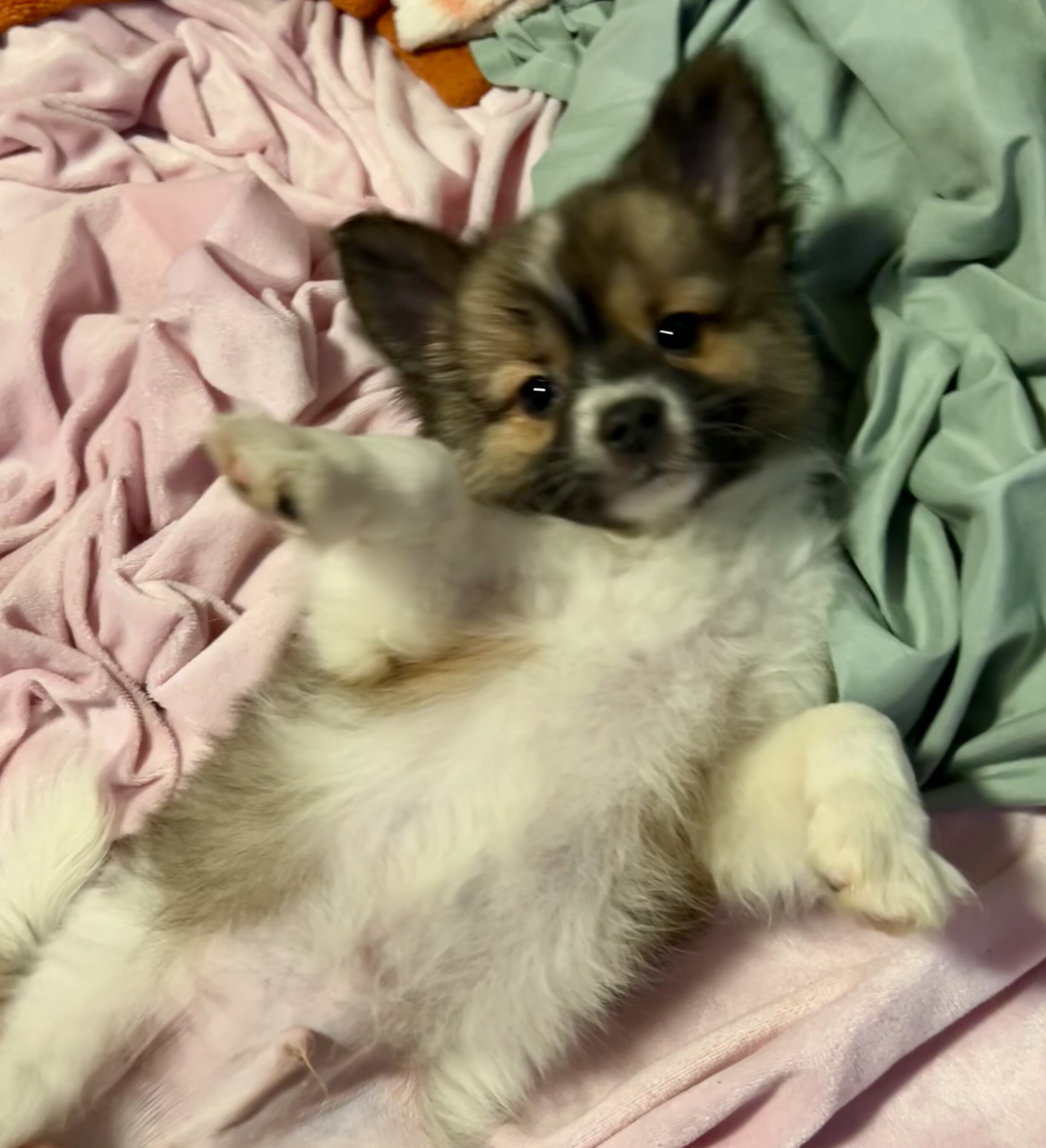 Papipom puppies image 7