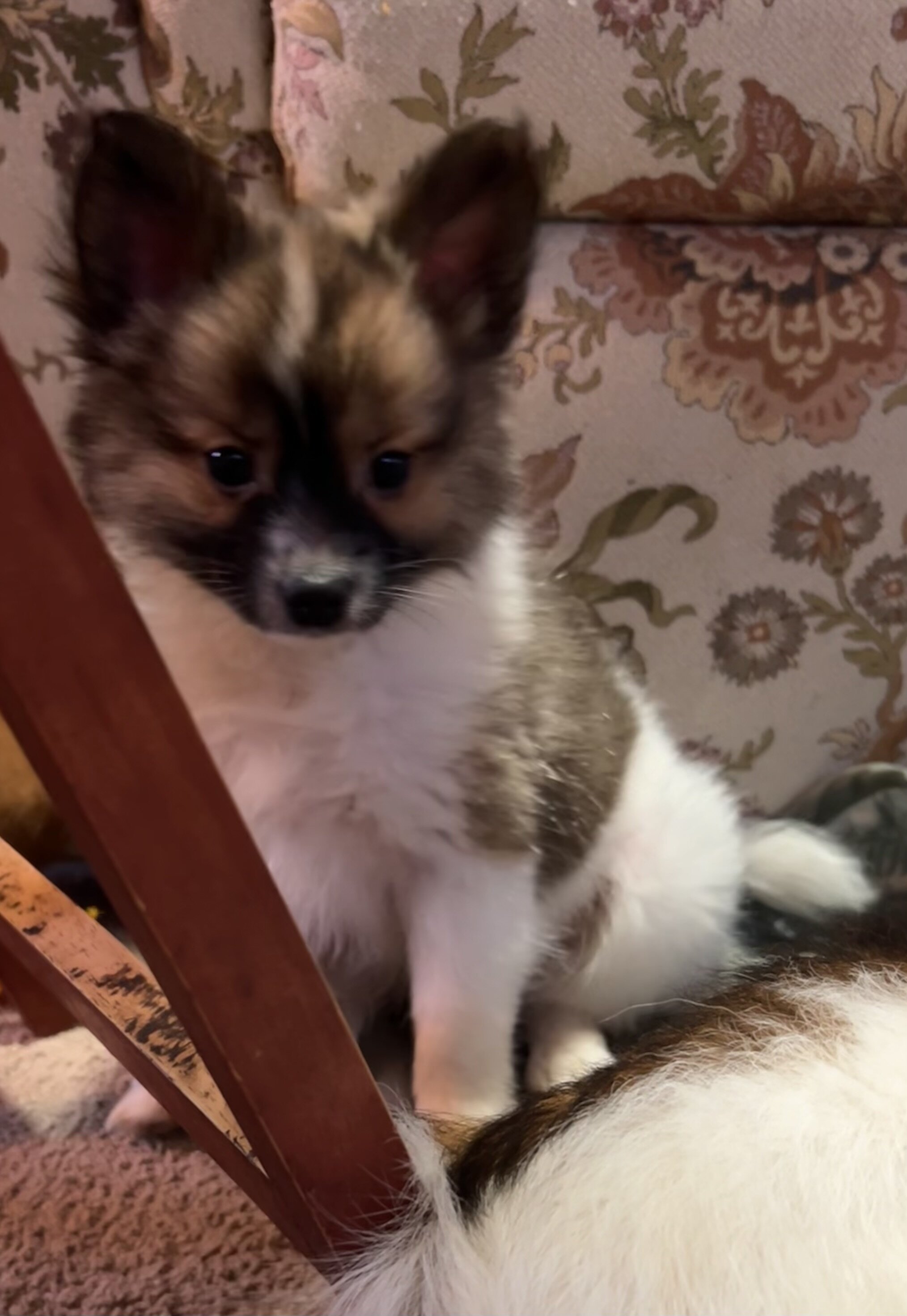 Papipom puppies image 4