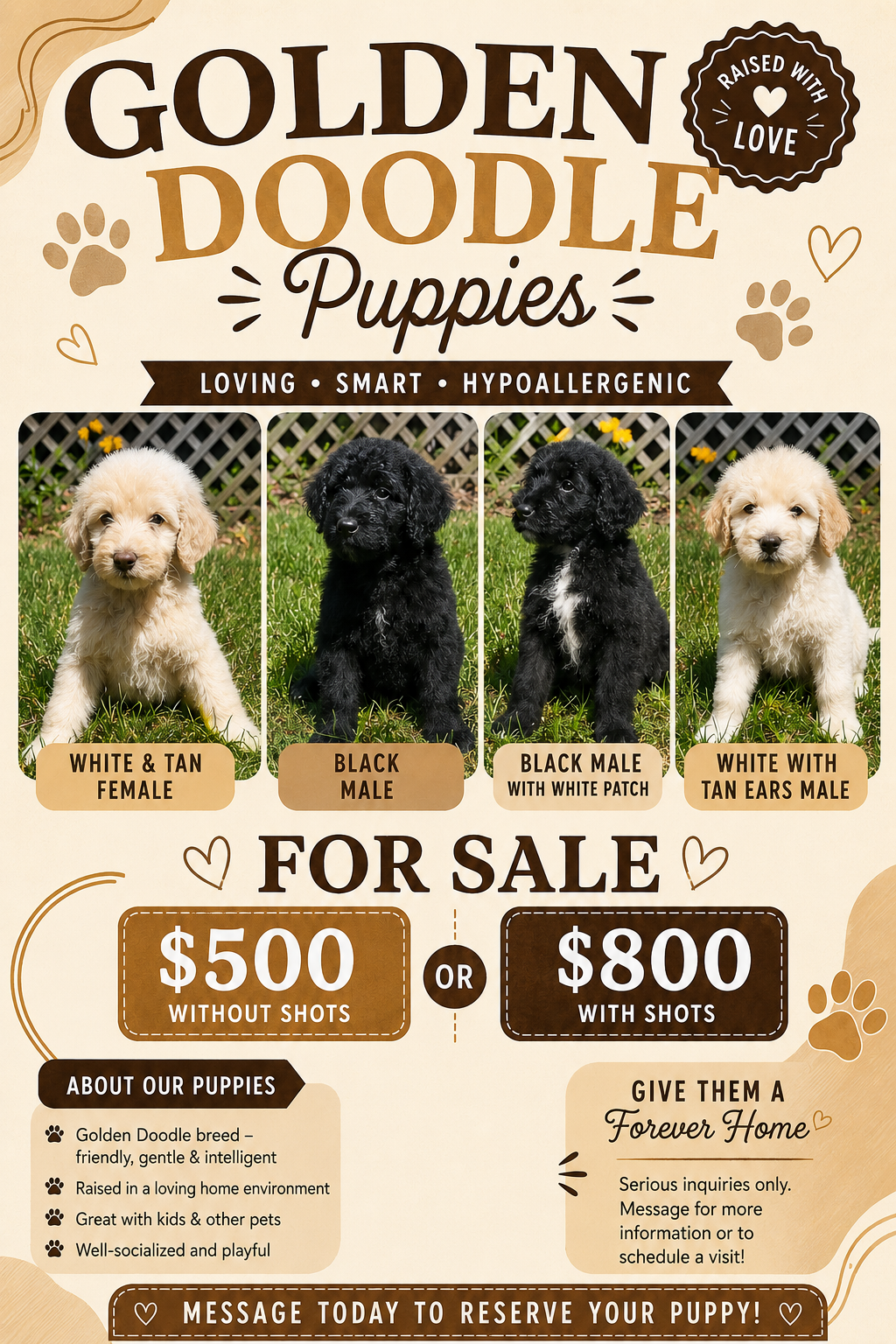 Standard Goldendoodles image 1