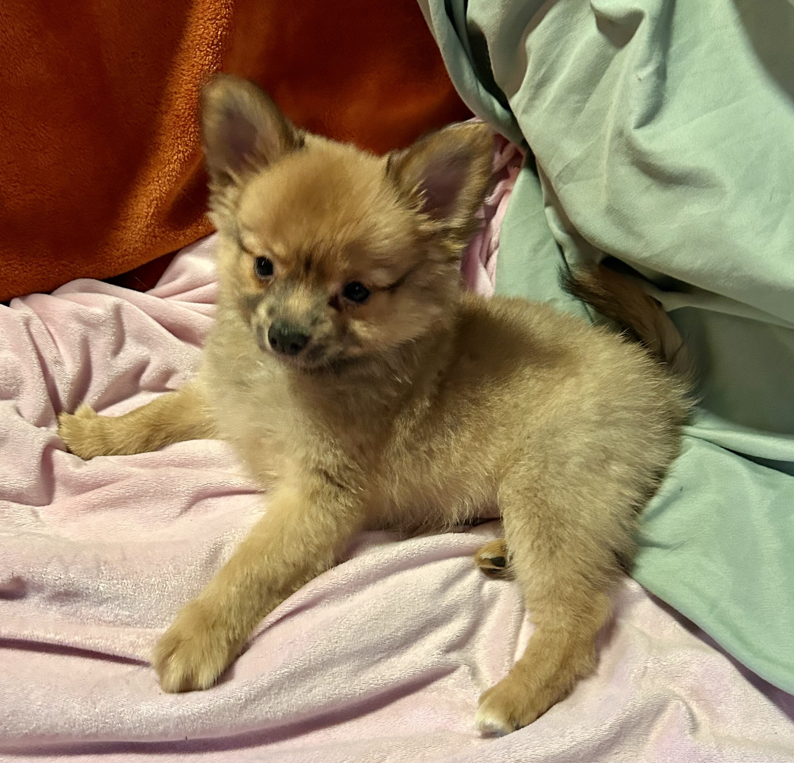 Papipom puppy image 6