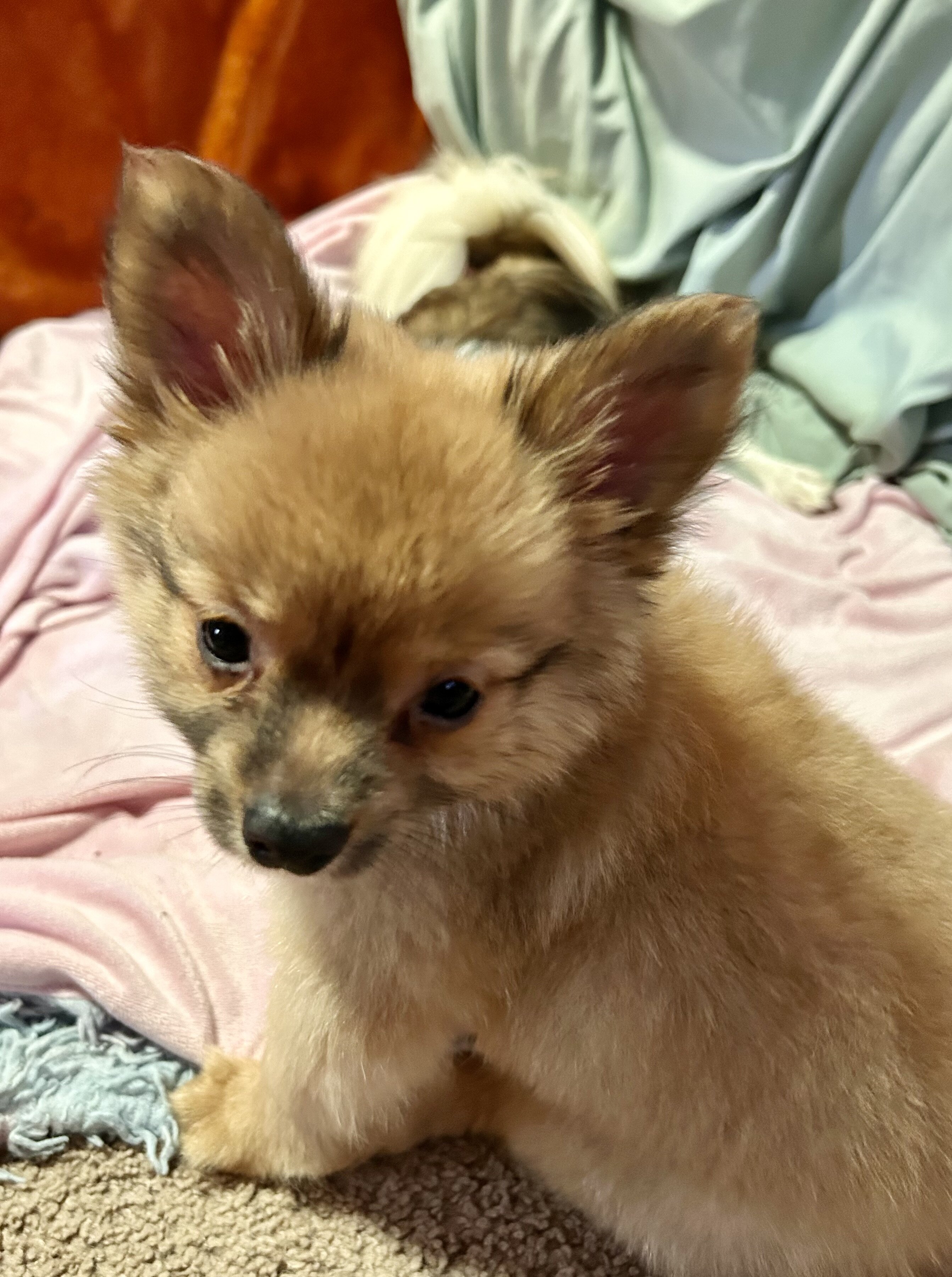 Papipom puppy image 5
