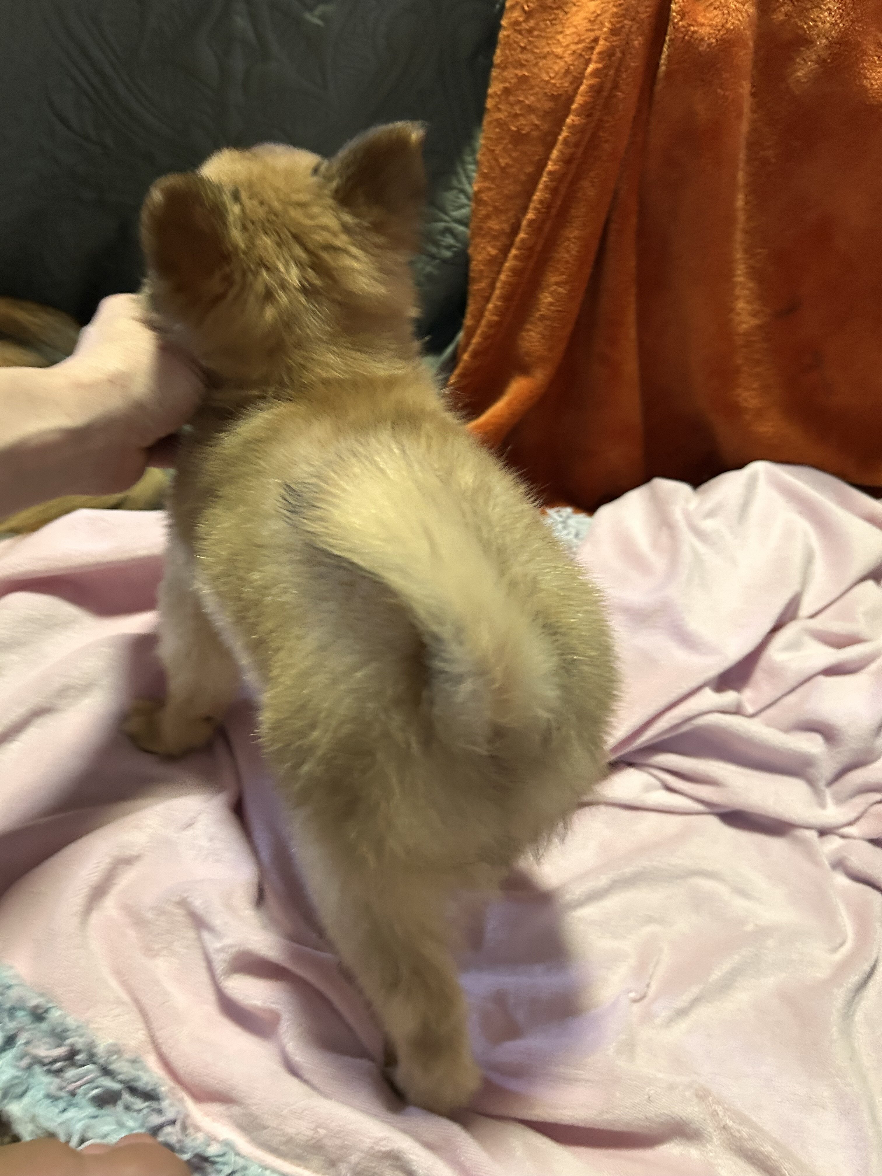 Papipom puppy image 7