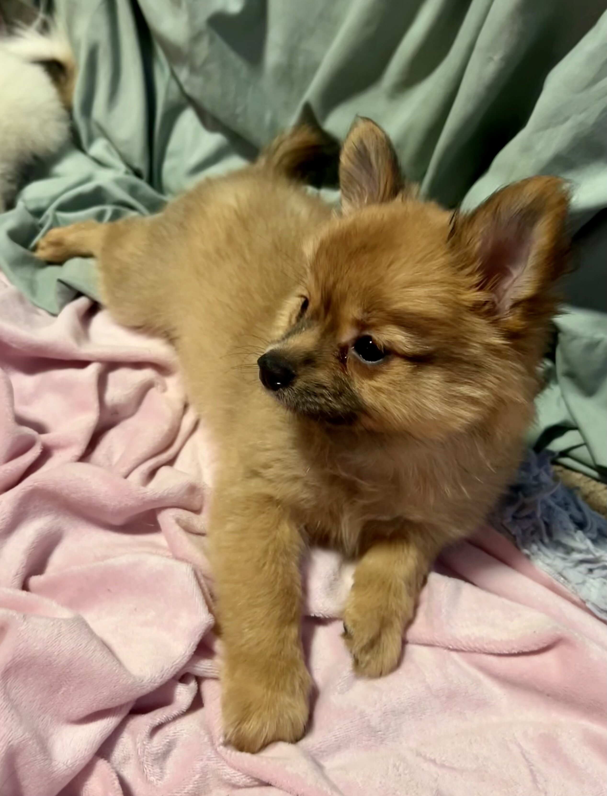 Papipom puppy image 4