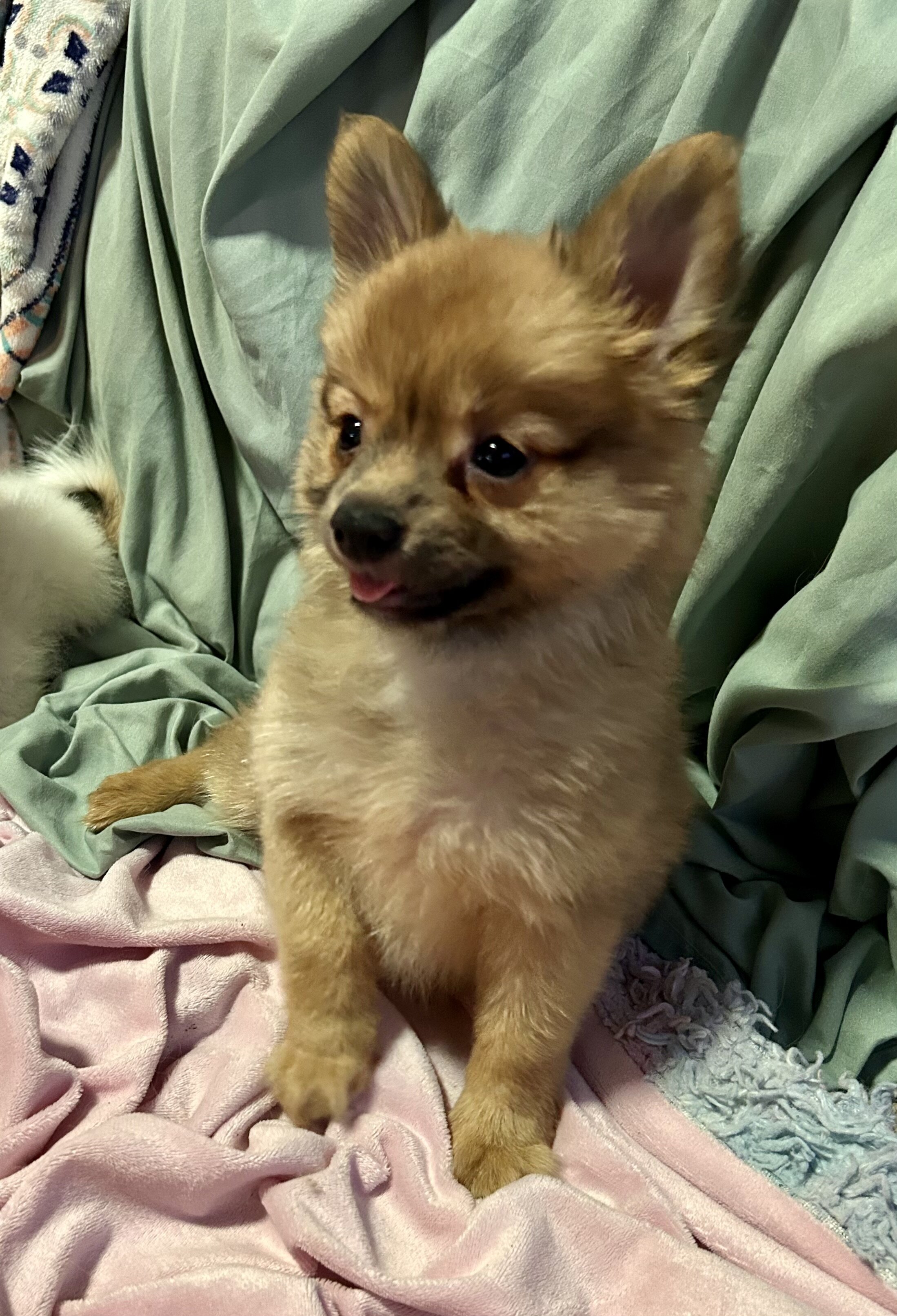 Papipom puppy image 2