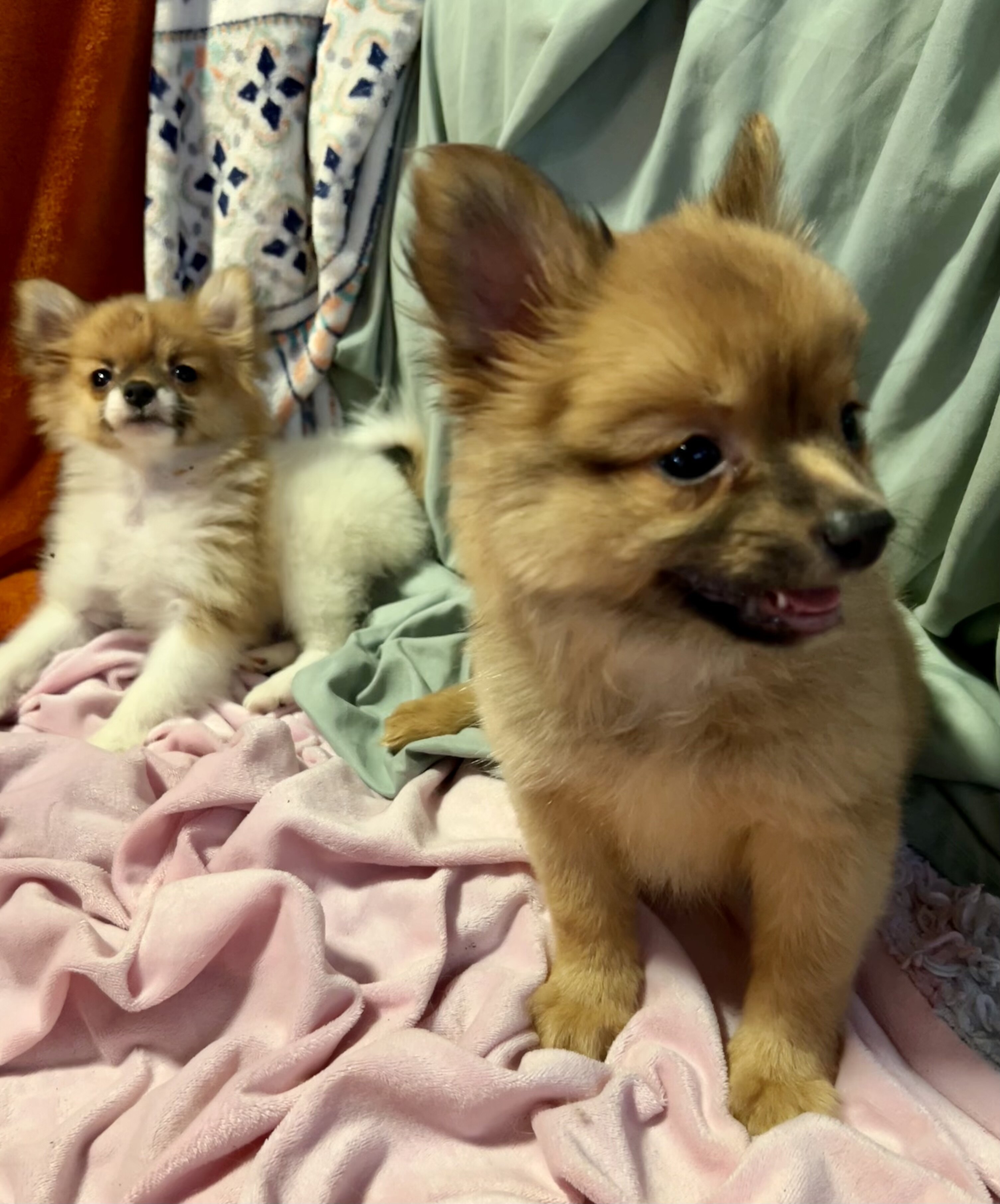 Papipom puppy image 3