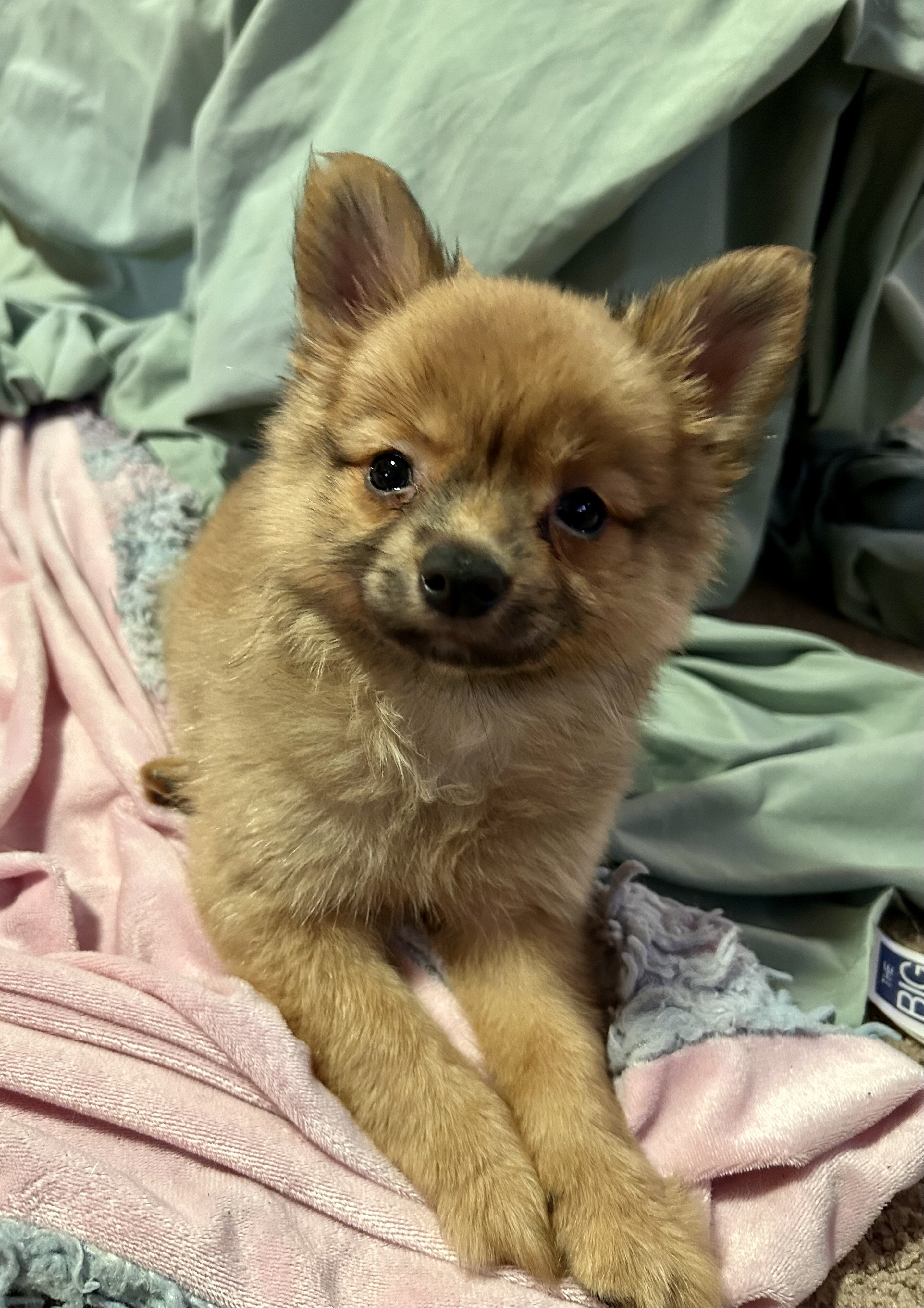 Papipom puppy image 1