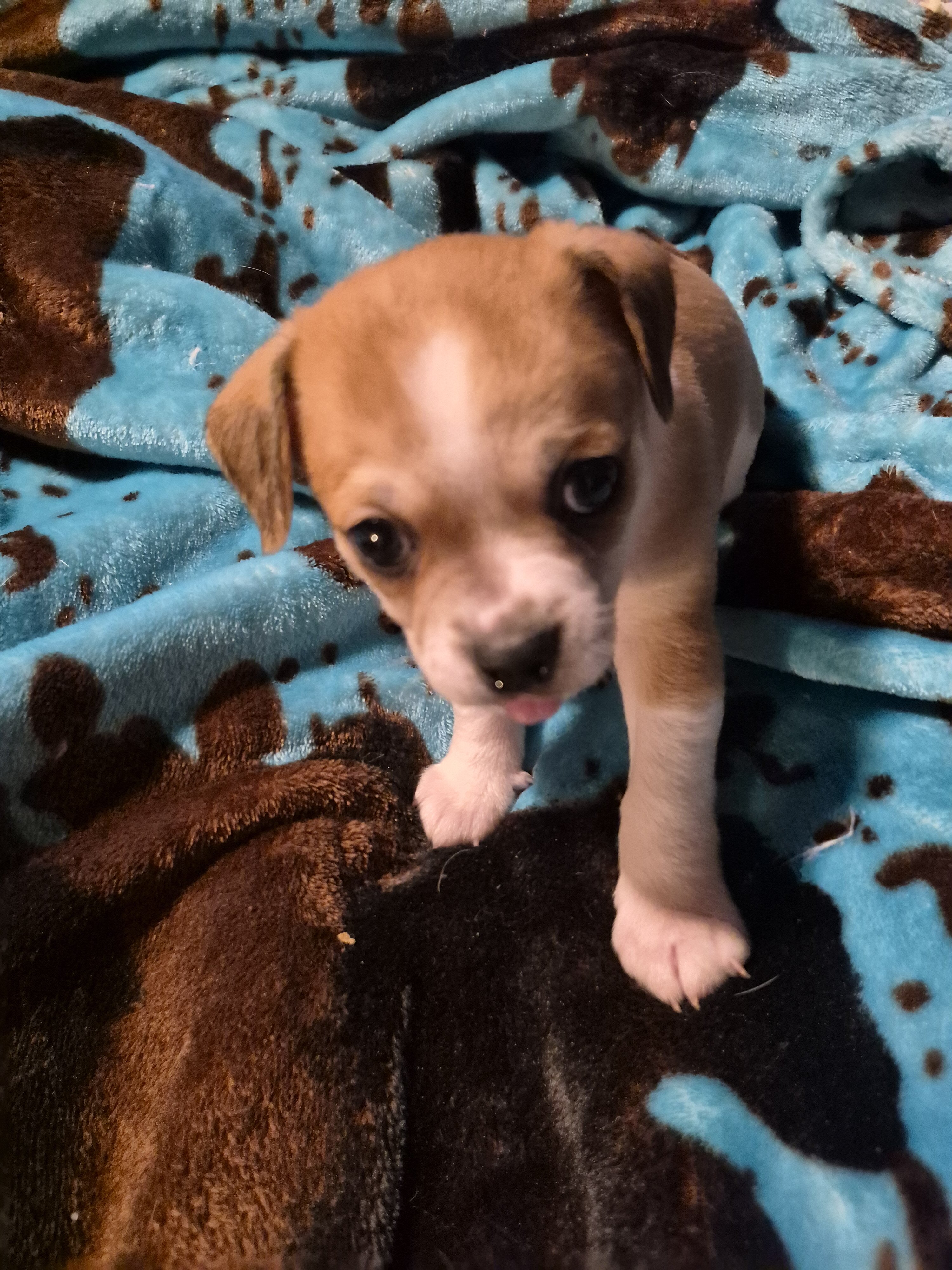 Male Chihuahua image 1