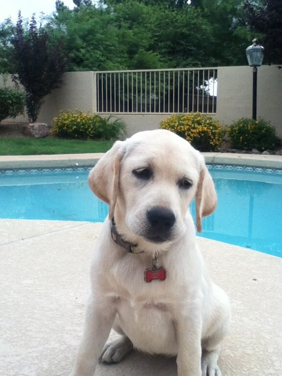 Labrador Retriever puppy image 1