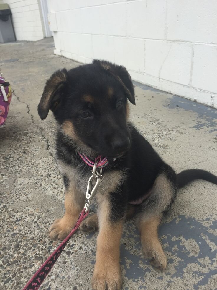 Puppy image 2