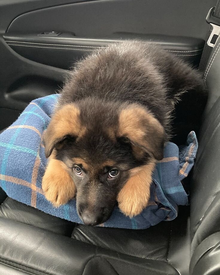 Puppy image 3