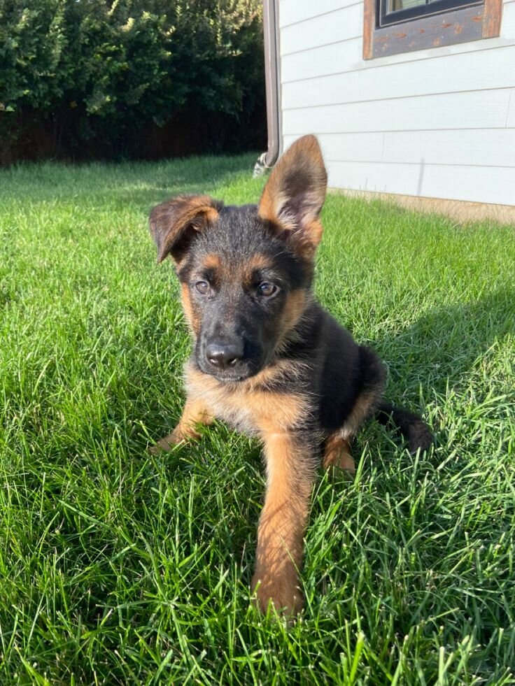 Puppy image 1
