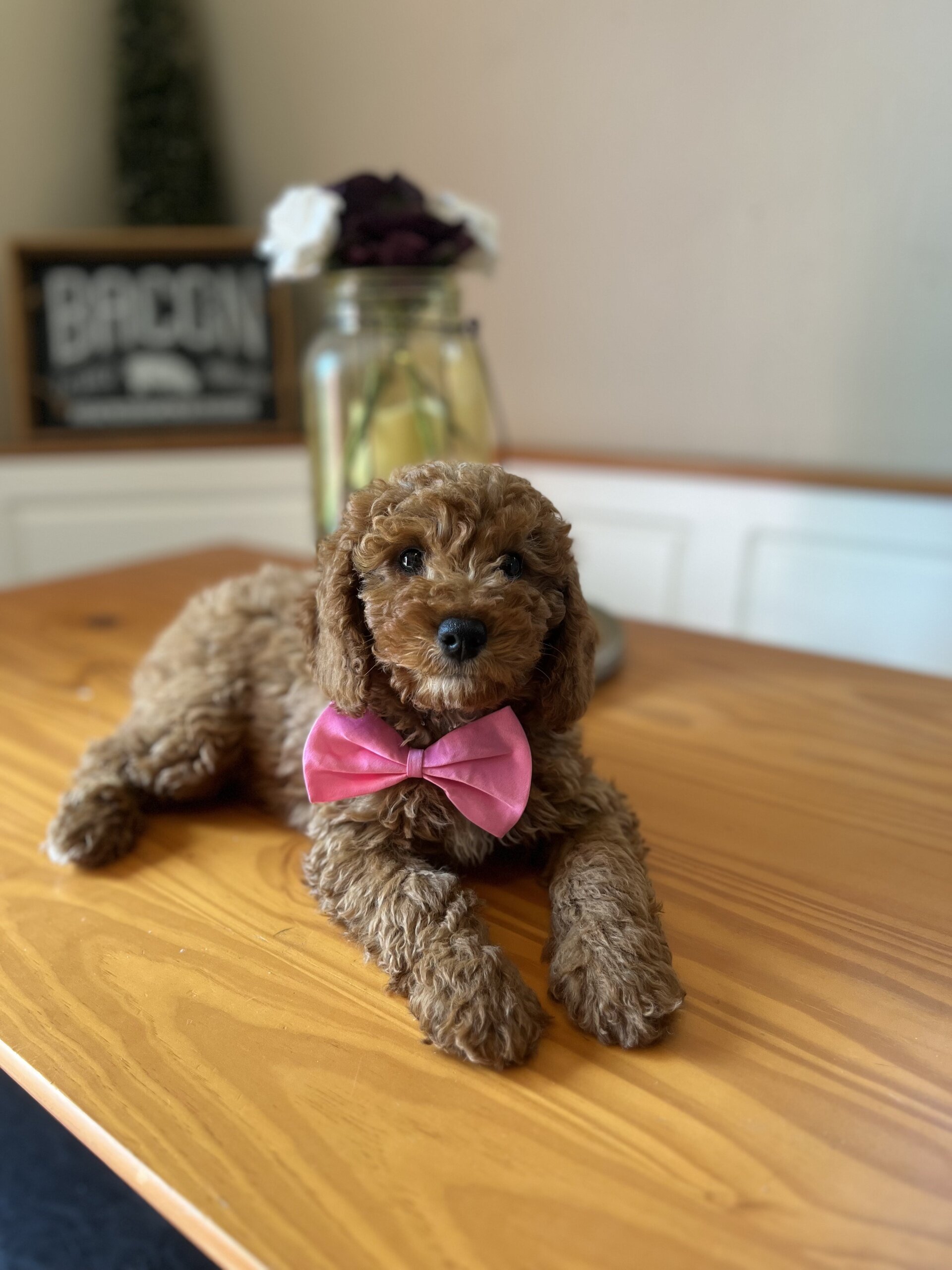 Mini poodle image 3