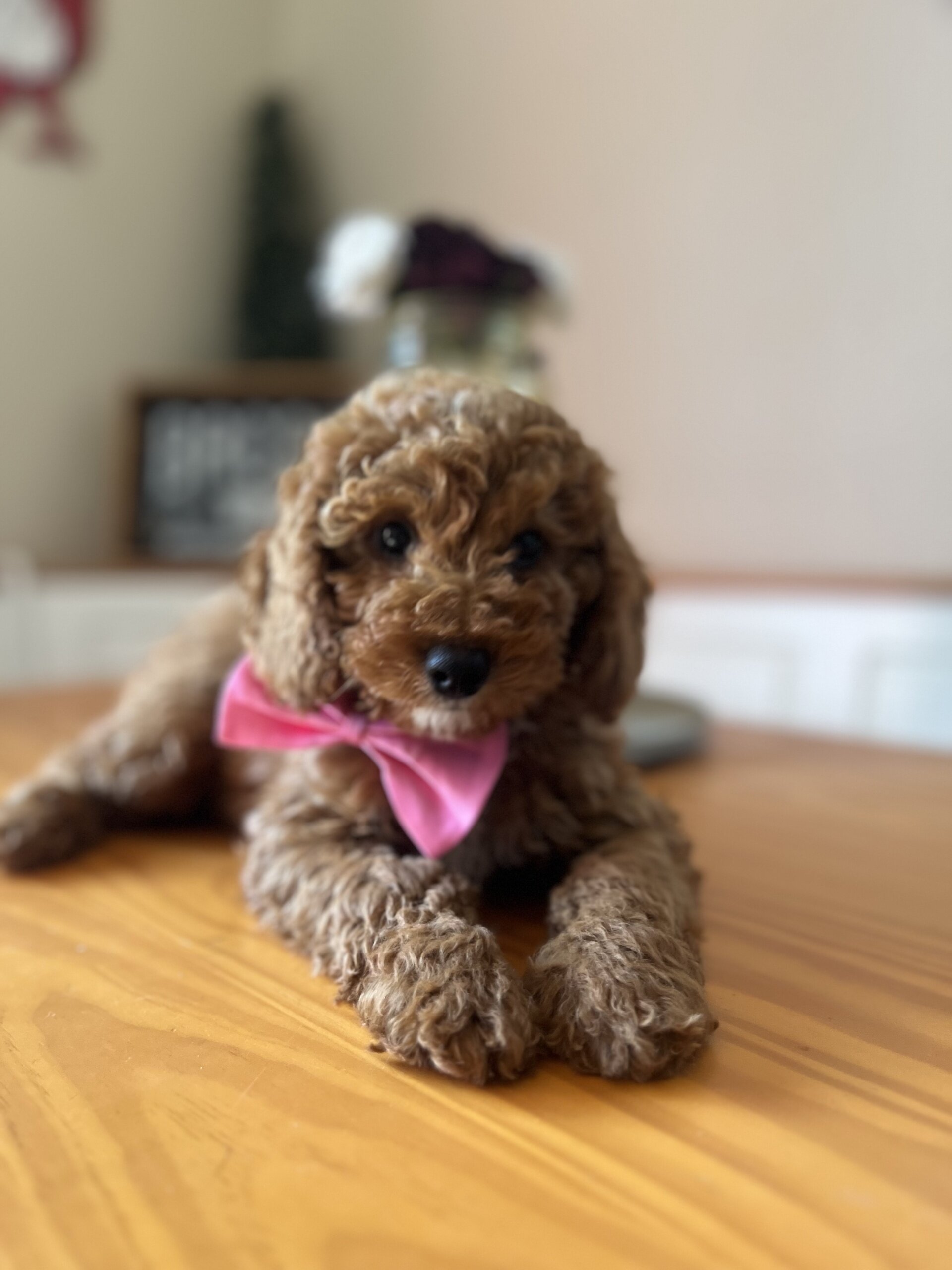 Mini poodle image 1