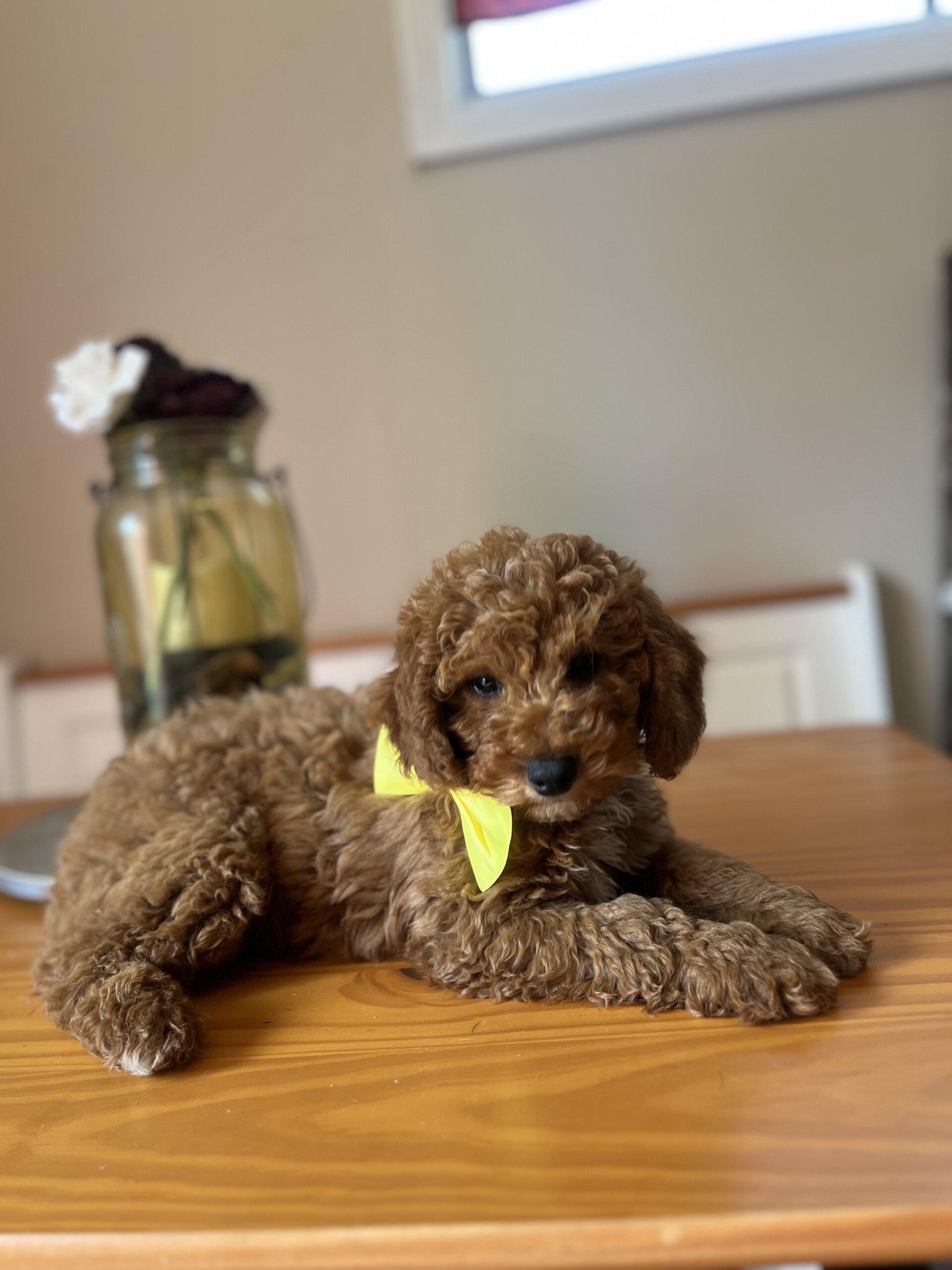 Mini poodle image 2