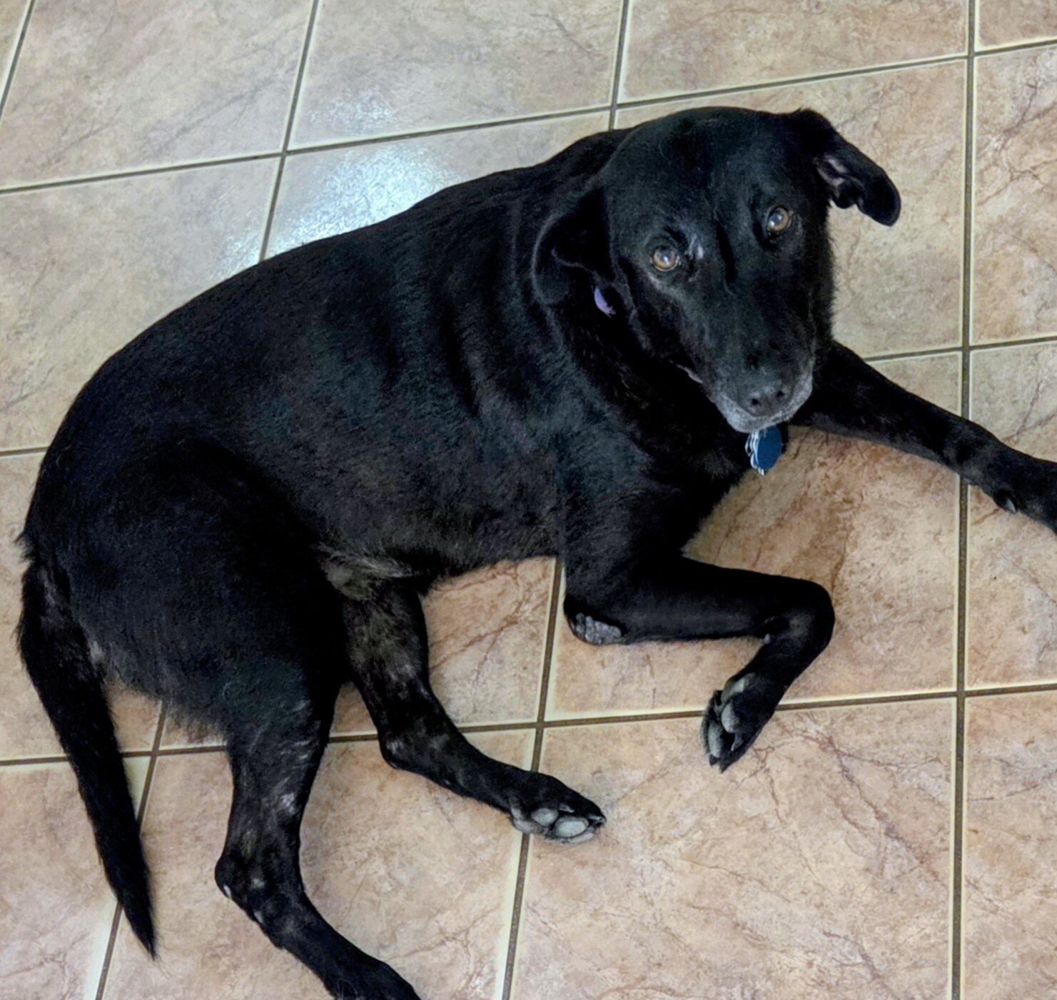 Lab Shep mix image 1