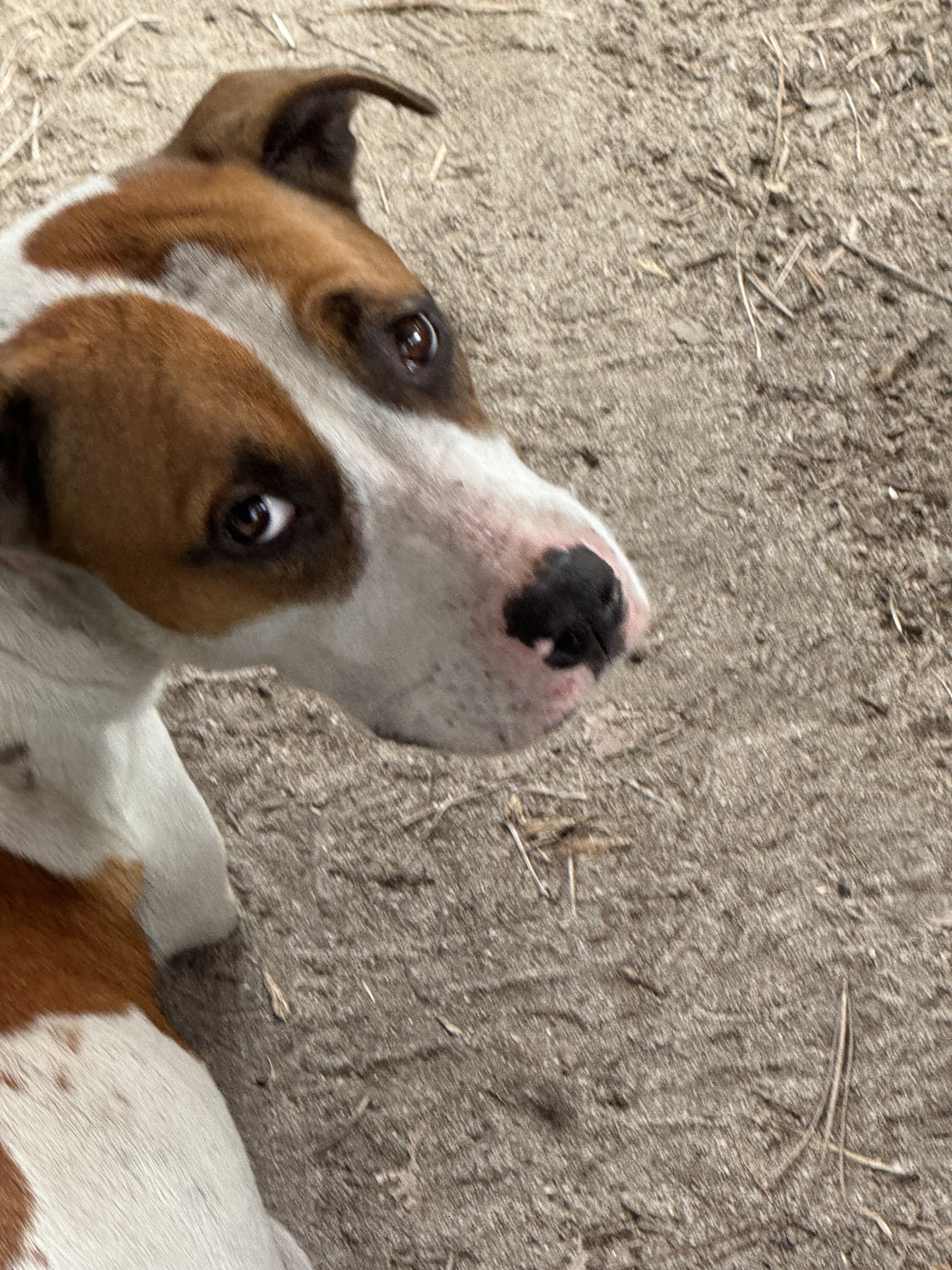 Red and white Dalmatian image 1
