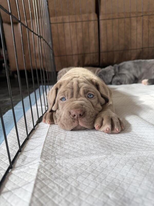 Neapolitan Mastiff Puppies image 5
