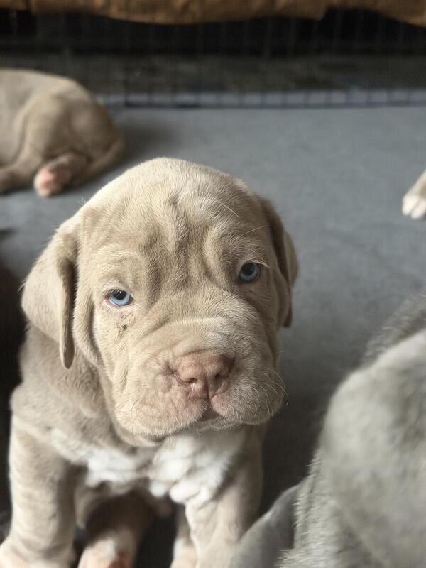 Neapolitan Mastiff Puppies image 6