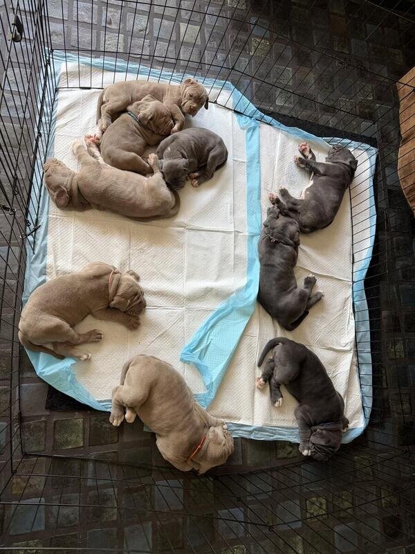 Neapolitan Mastiff Puppies image 2