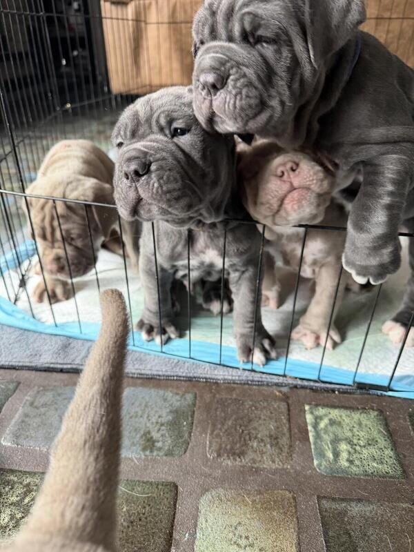Neapolitan Mastiff Puppies image 3