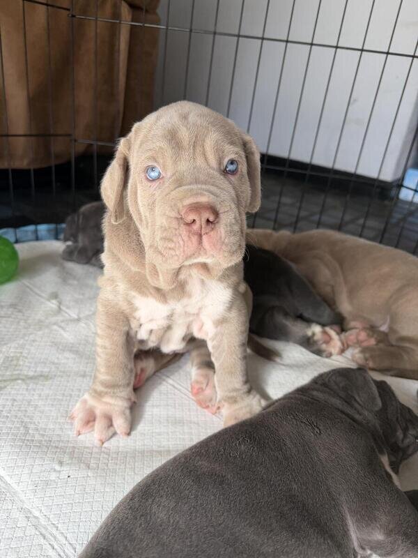 Neapolitan Mastiff Puppies image 4