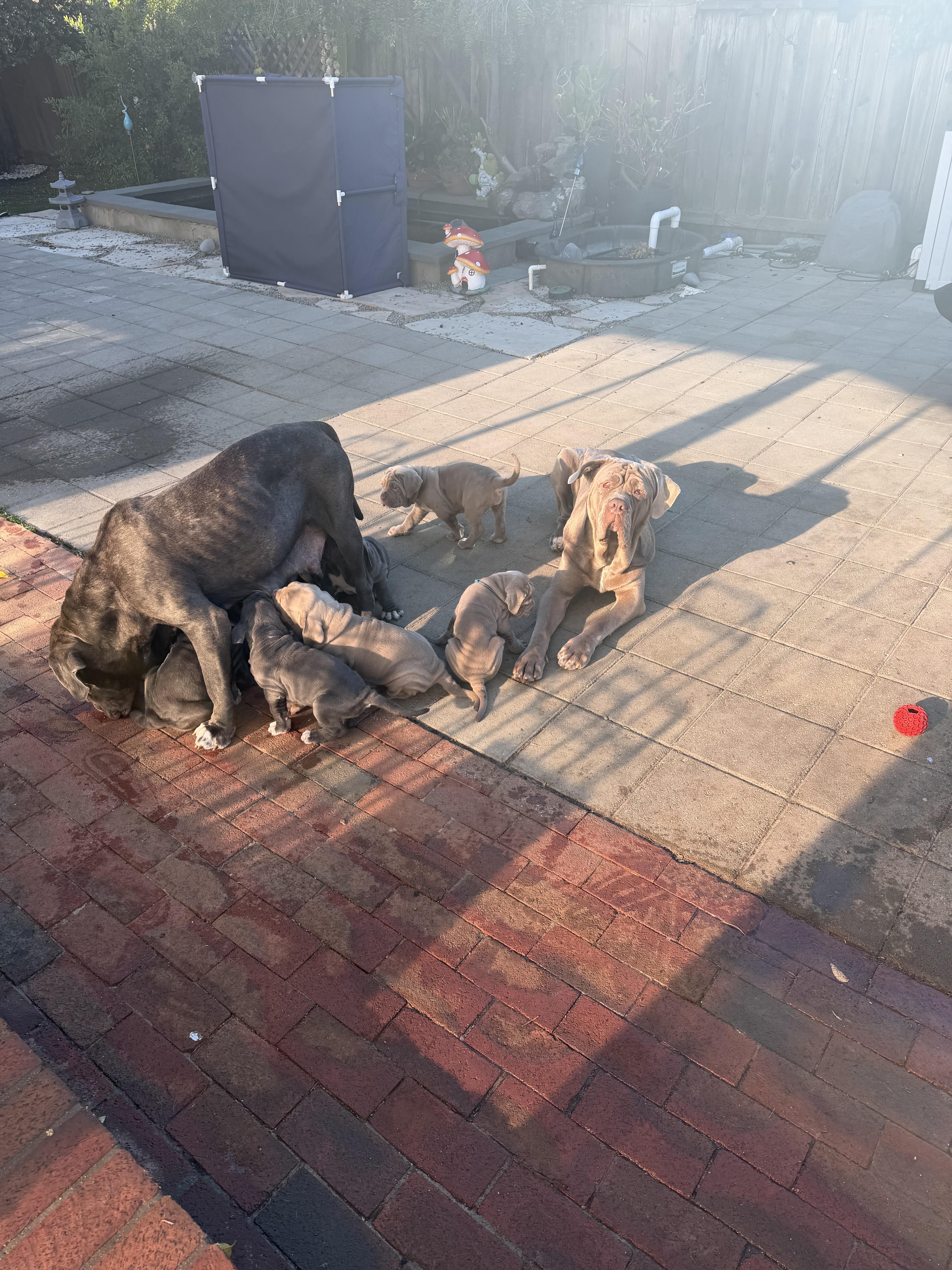 Neapolitan Mastiff Puppies image 9