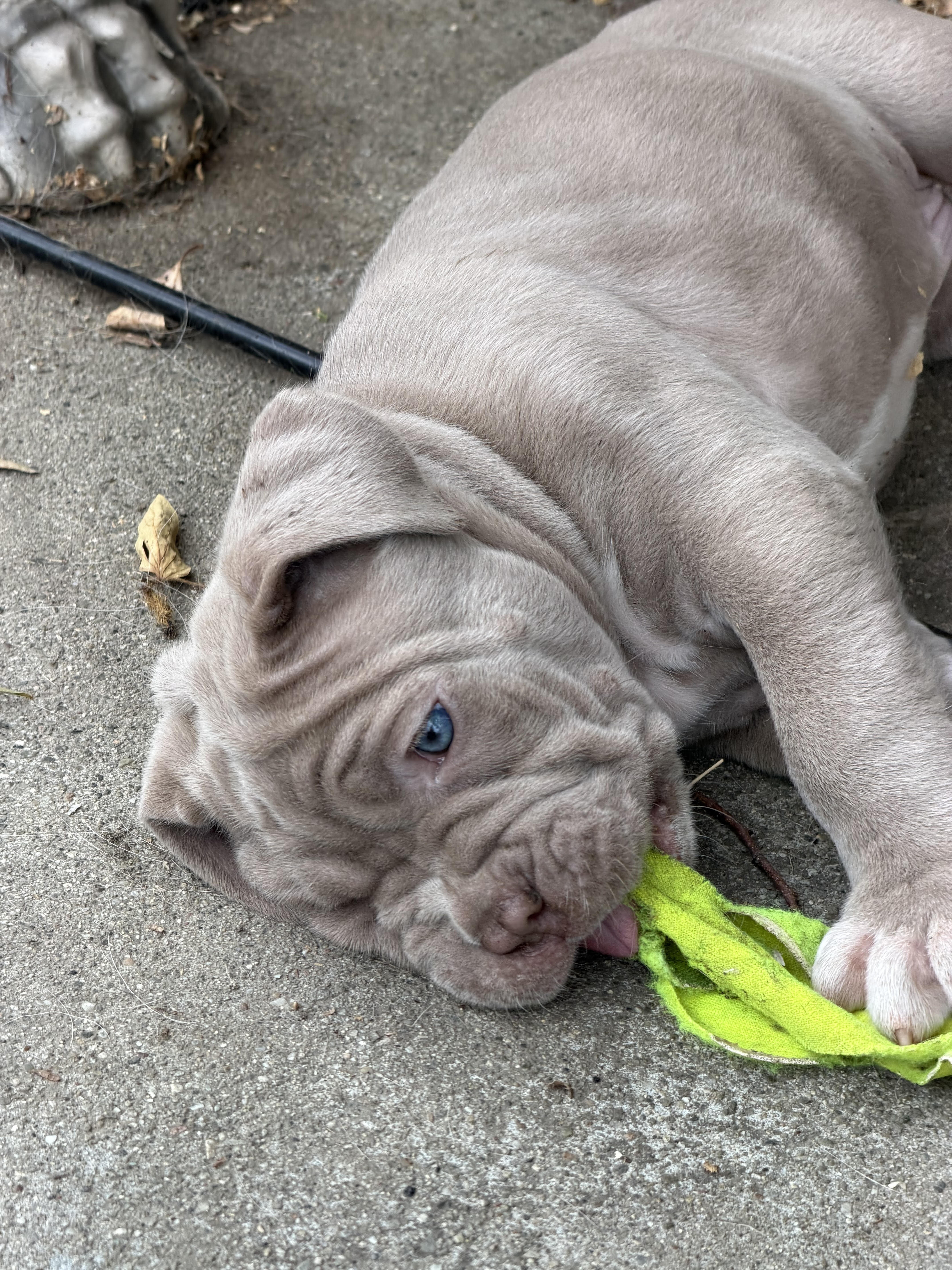 Neapolitan Mastiff Puppies image 8