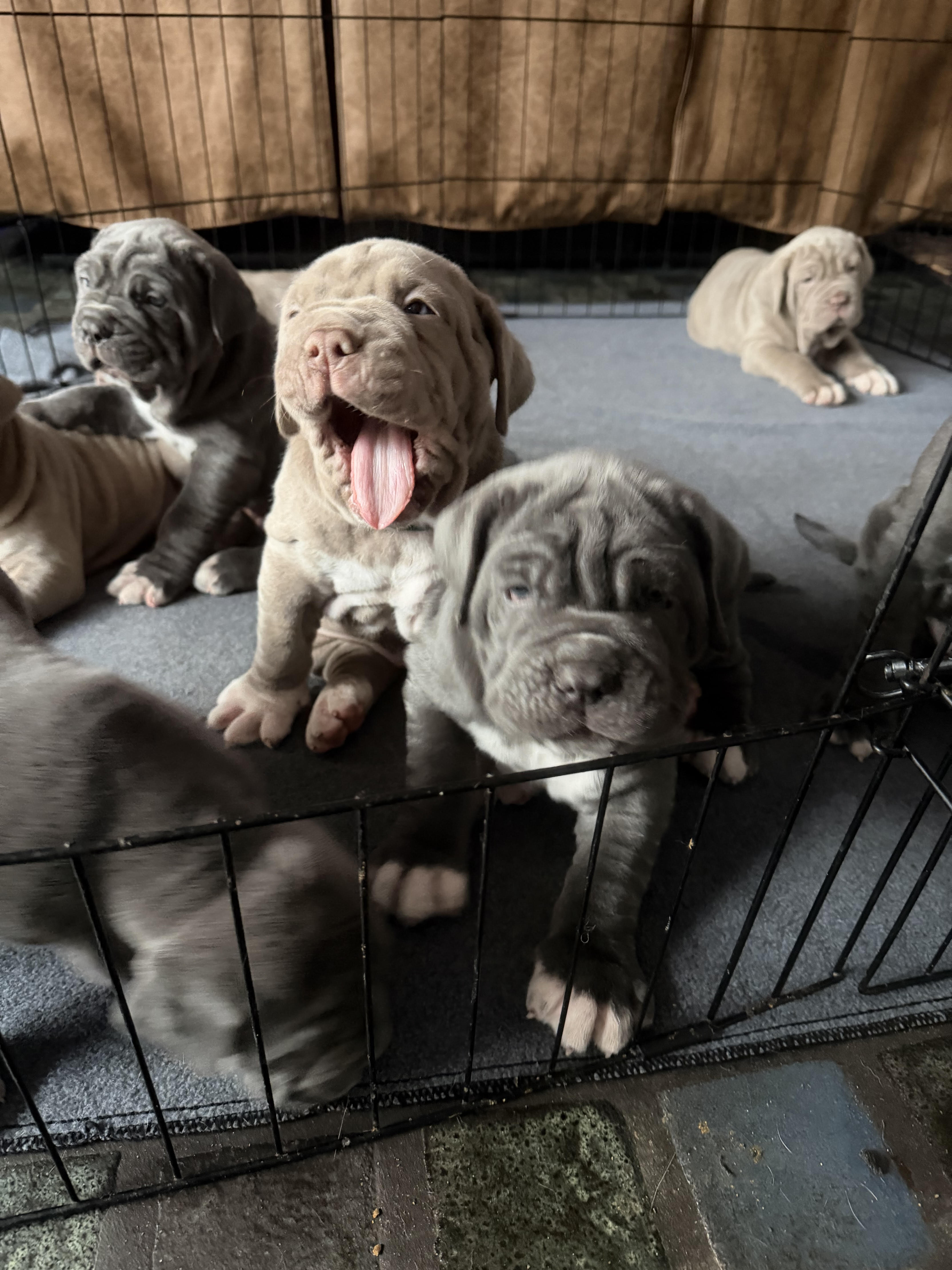 Neapolitan Mastiff Puppies image 7