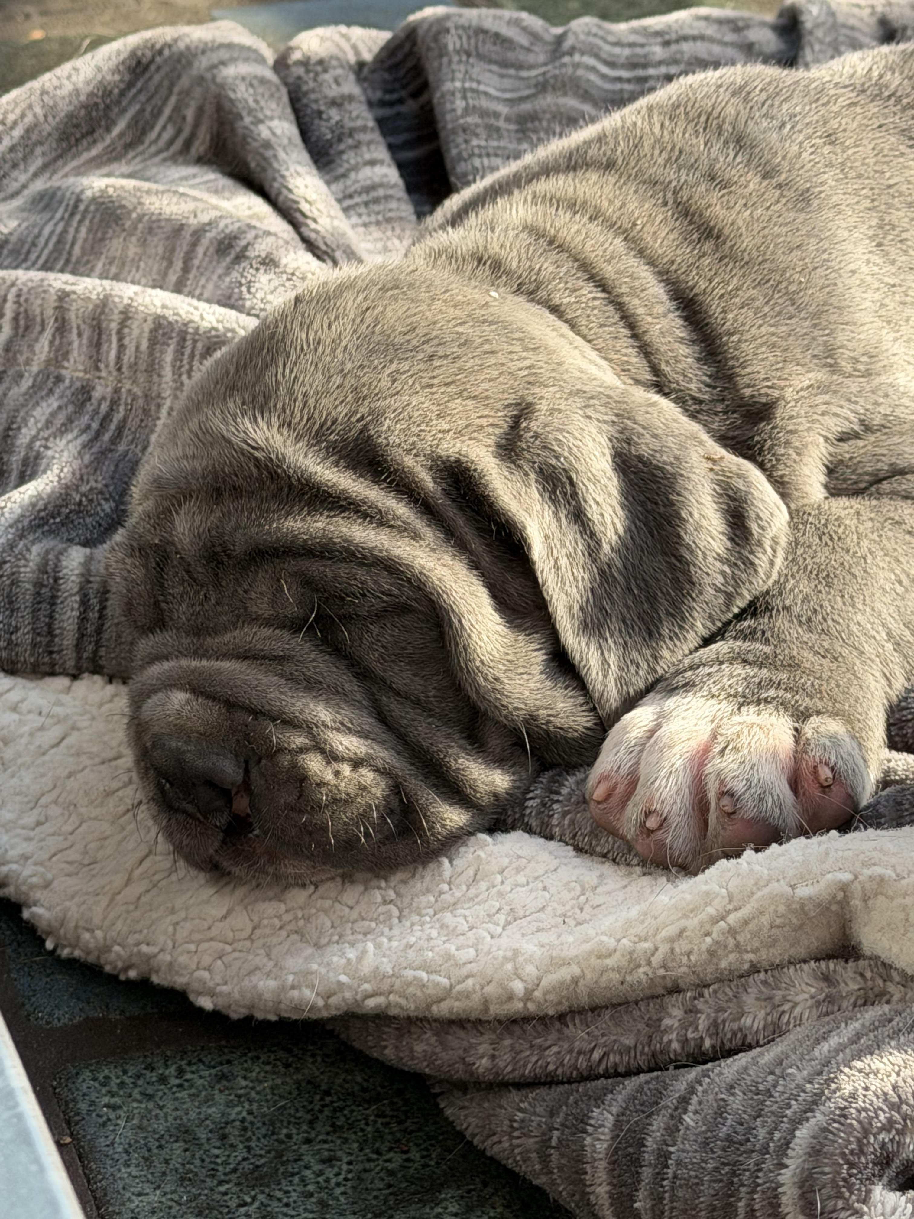Neapolitan Mastiff Puppies image 10