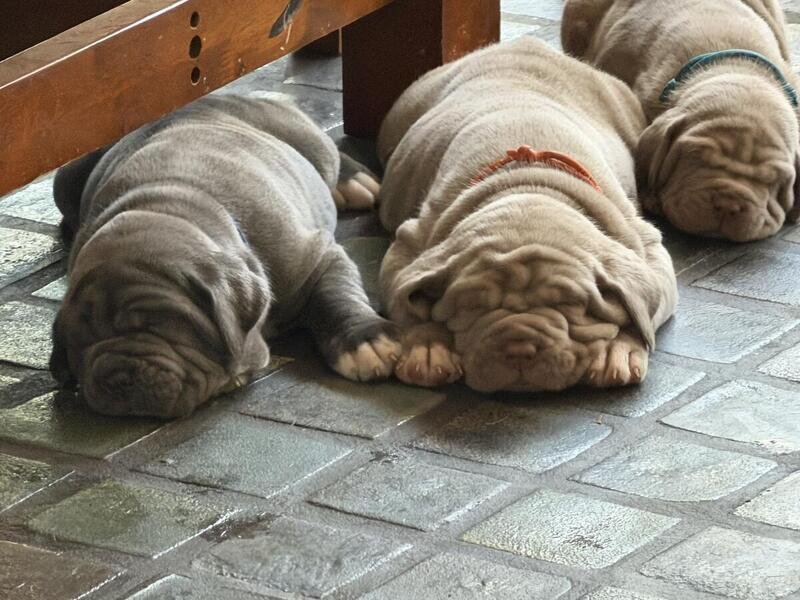 Neapolitan Mastiff Puppies image 1