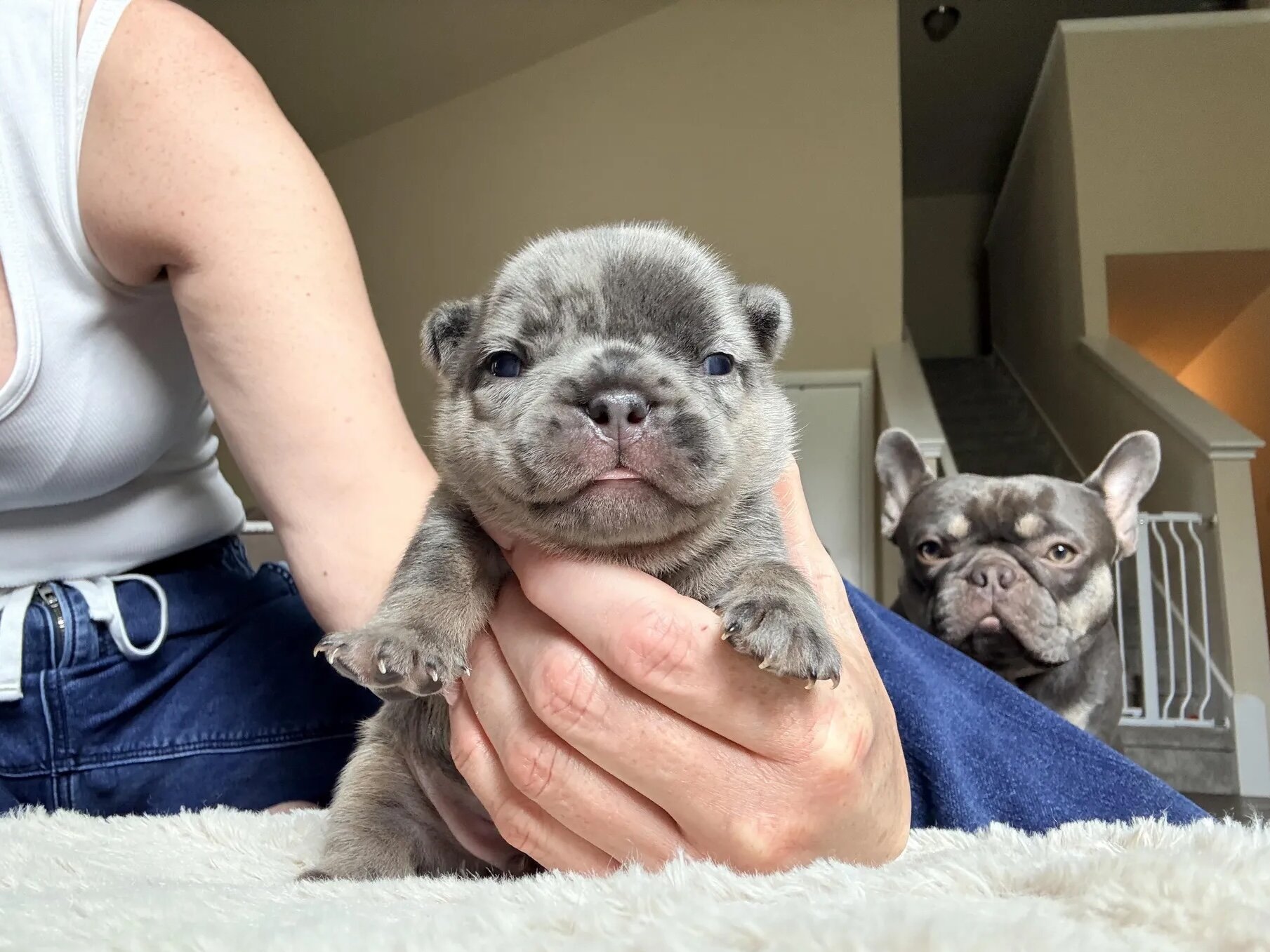 French Bulldog image 3