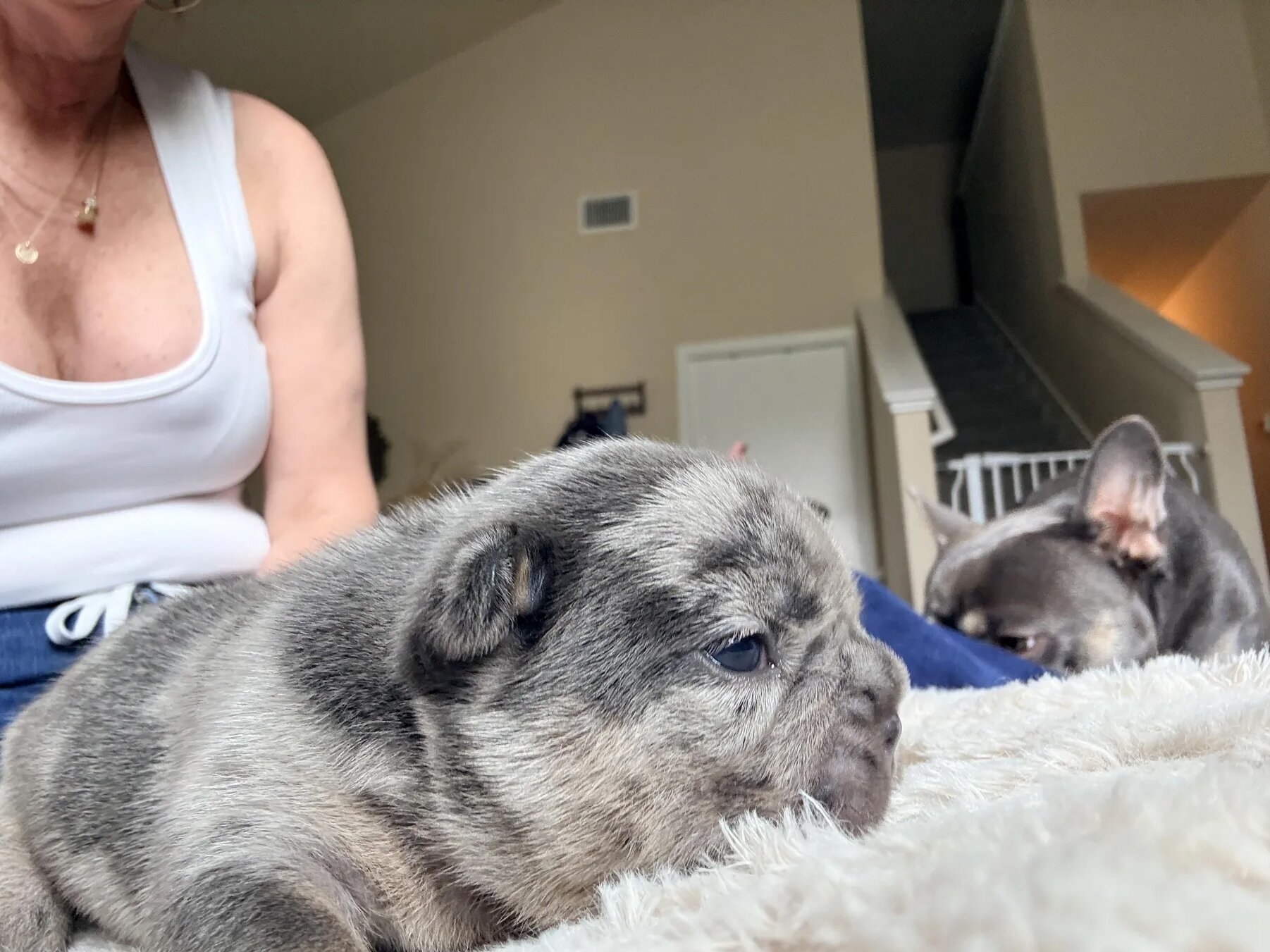 French Bulldog image 4