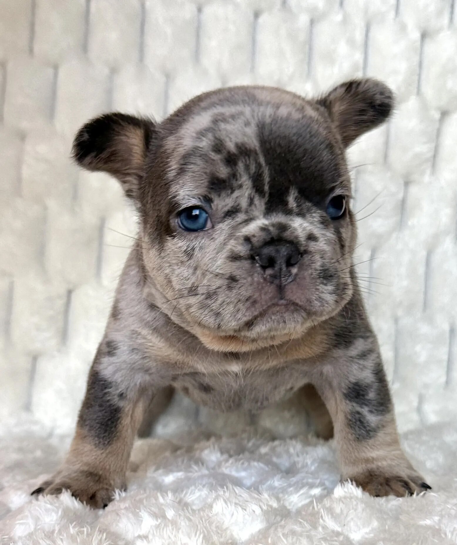 French Bulldog image 2
