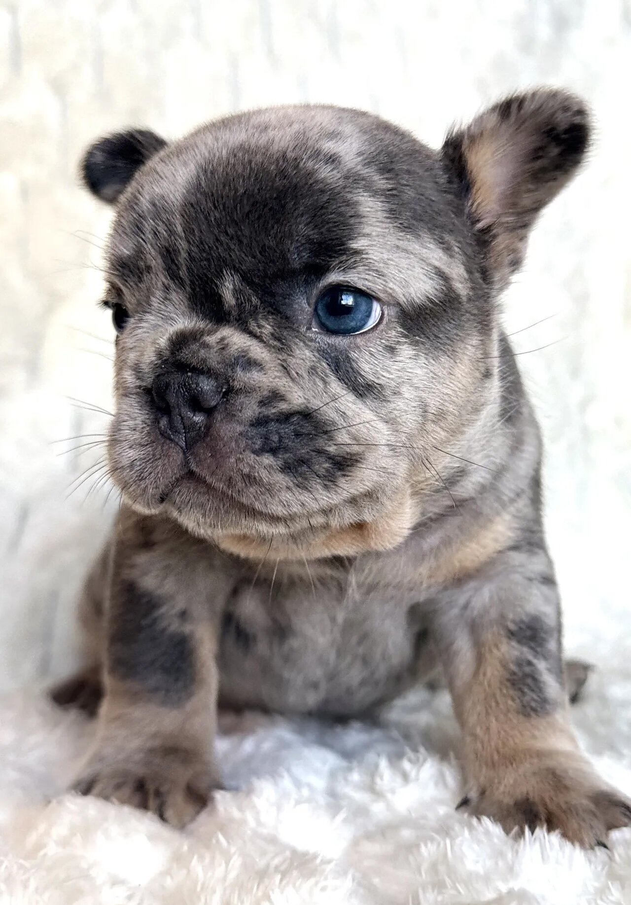 French Bulldog image 1