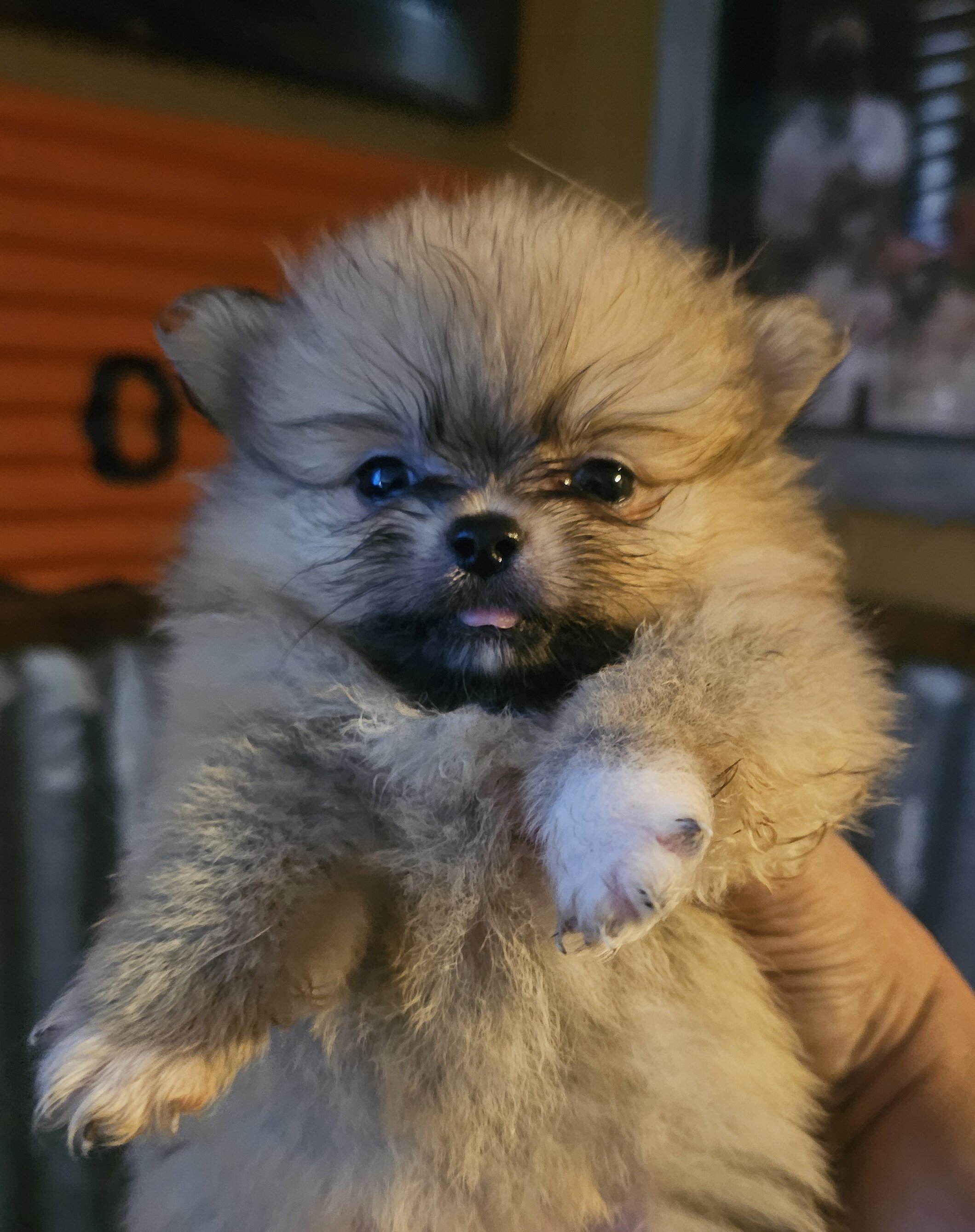 Pomeranian puppies image 2
