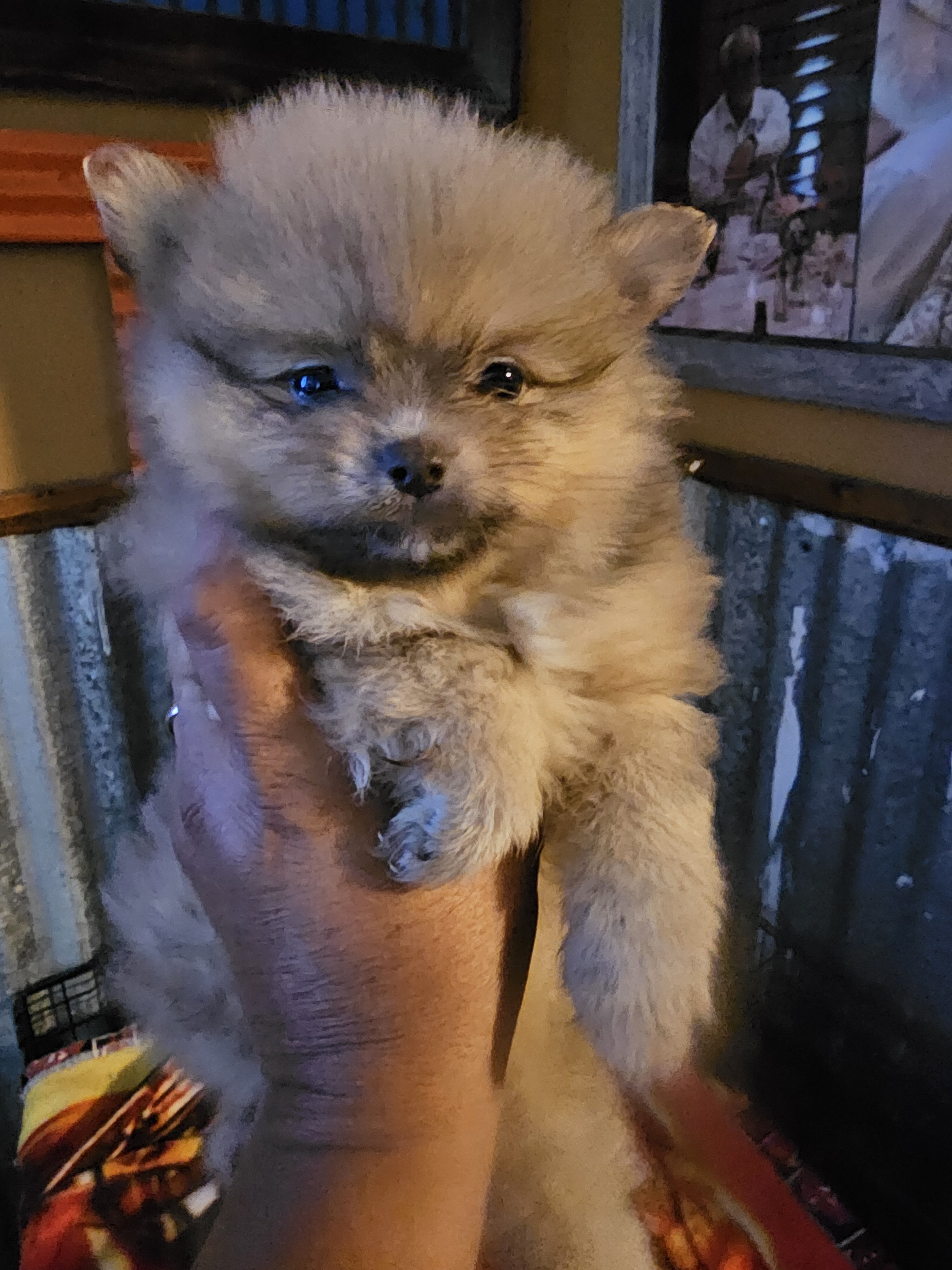 Pomeranian puppies image 1