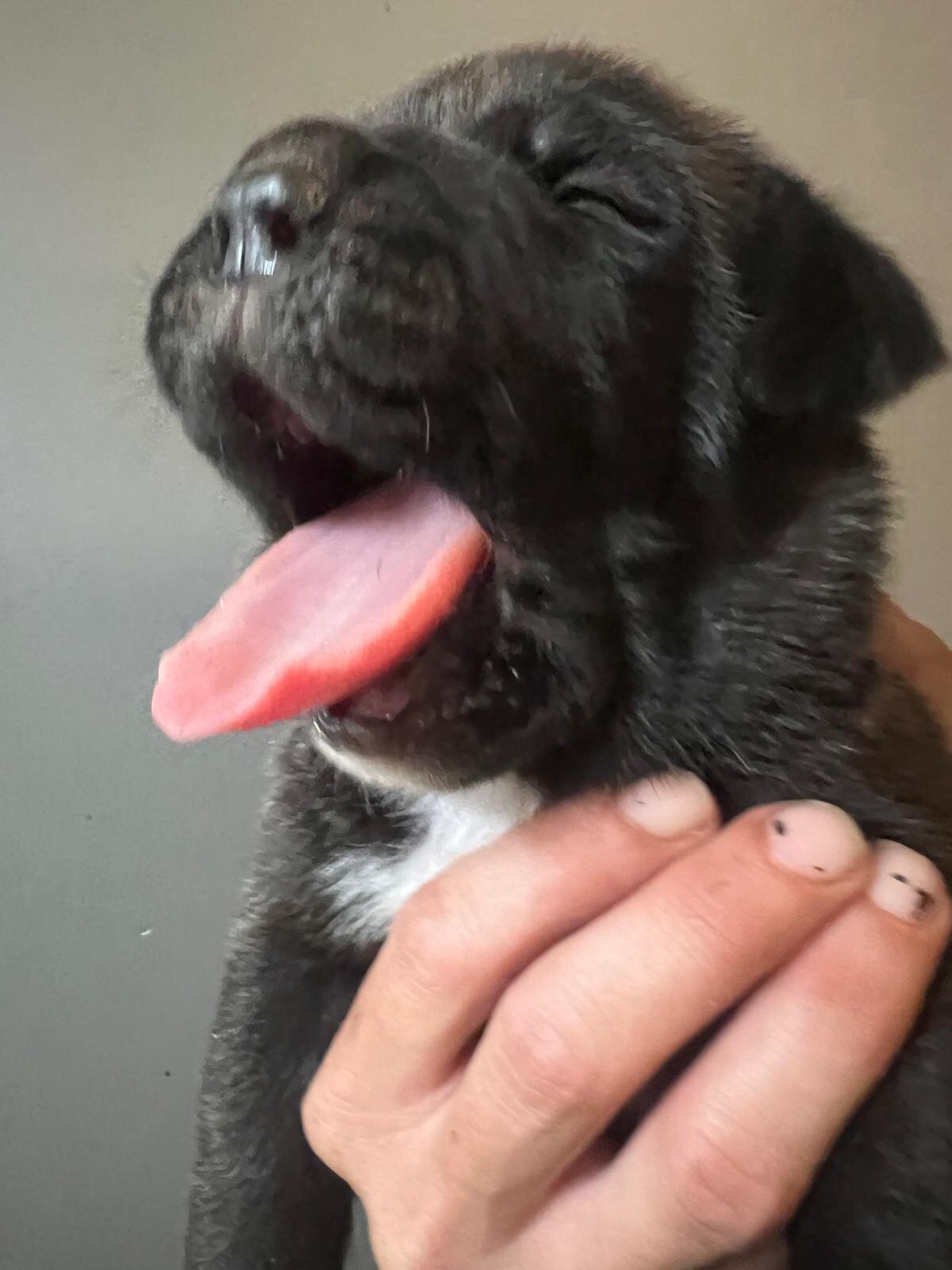 Napolitan Mastiff image 1