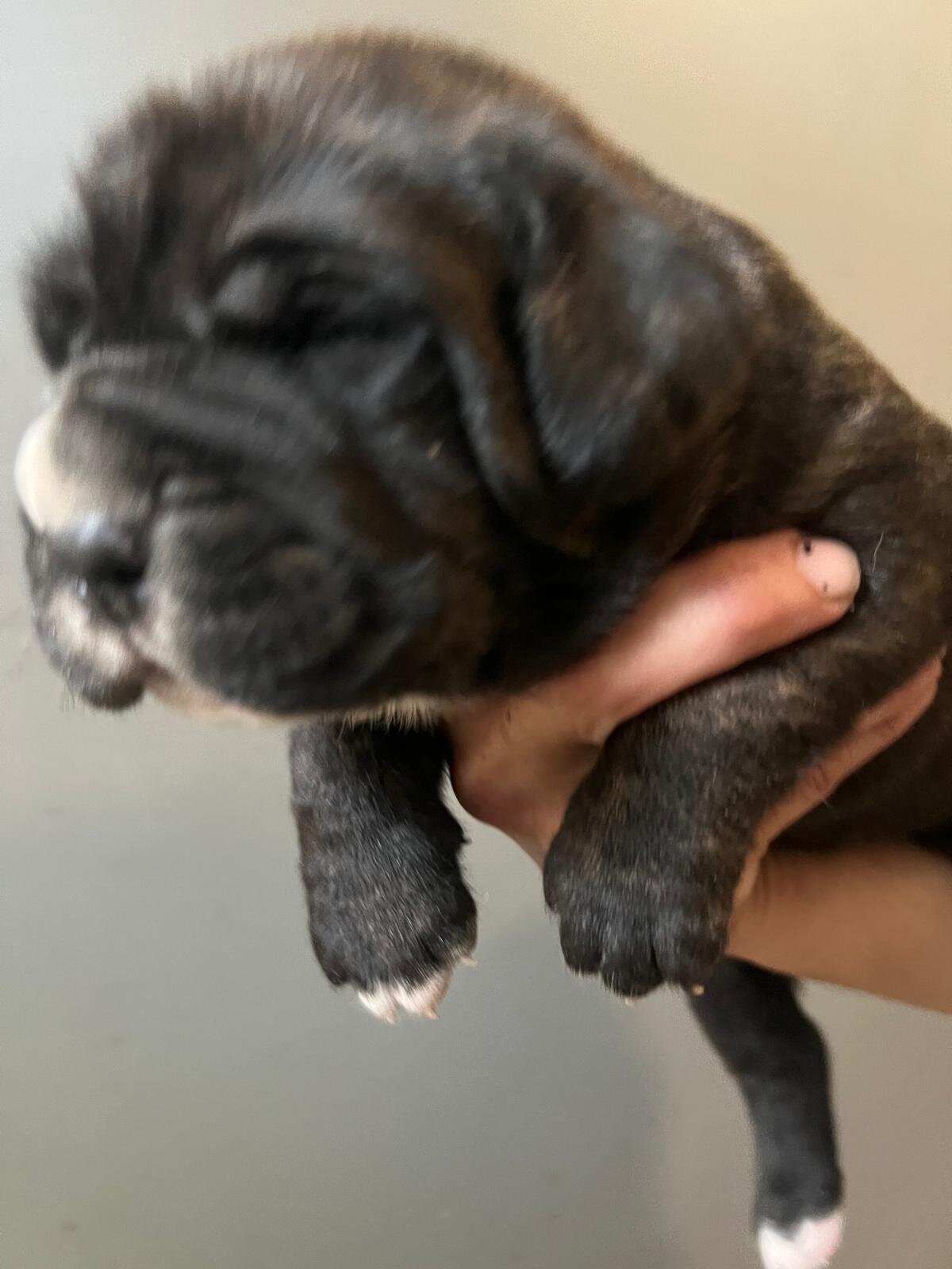 Napolitan Mastiff image 6