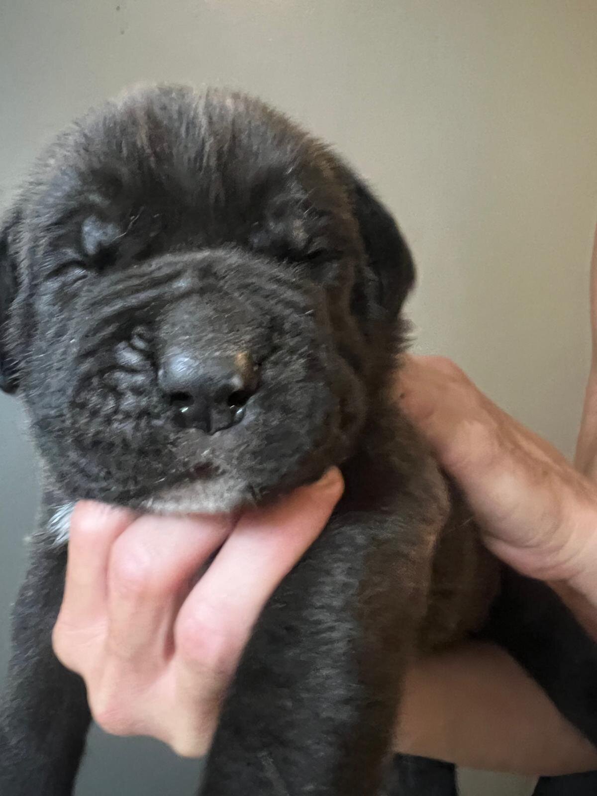 Napolitan Mastiff image 5