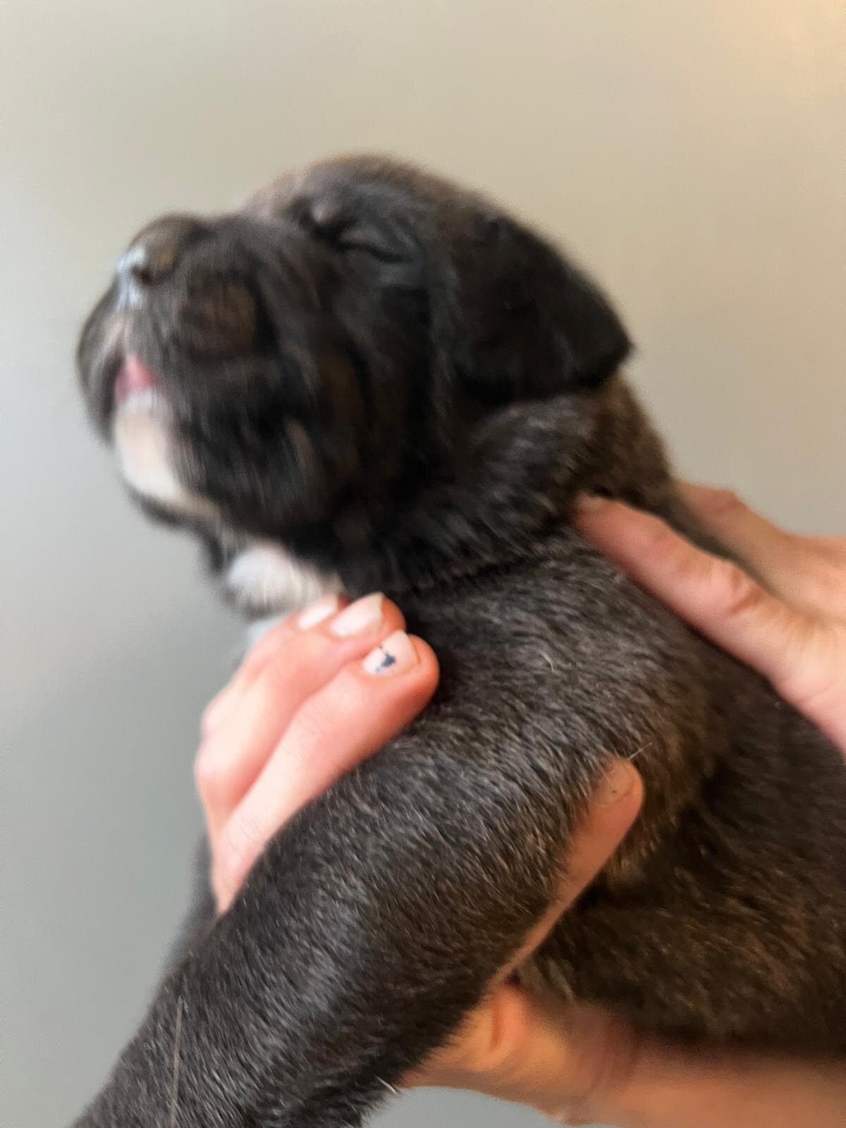 Napolitan Mastiff image 4