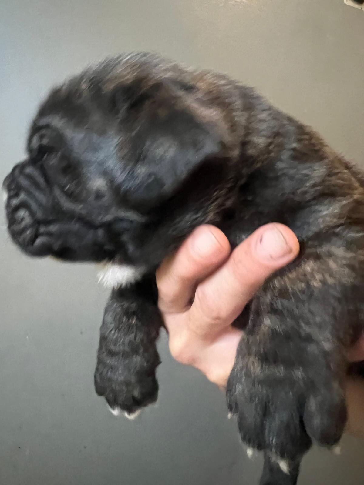 Napolitan Mastiff image 3