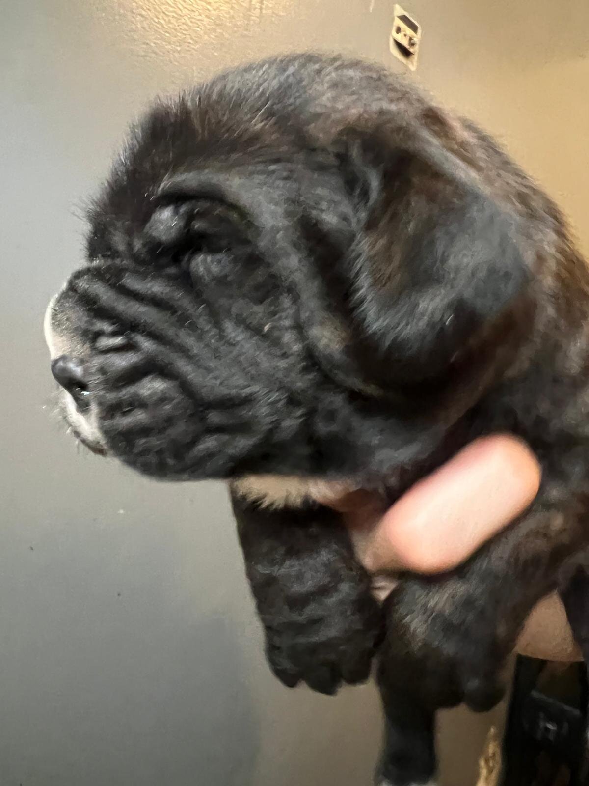 Napolitan Mastiff image 7