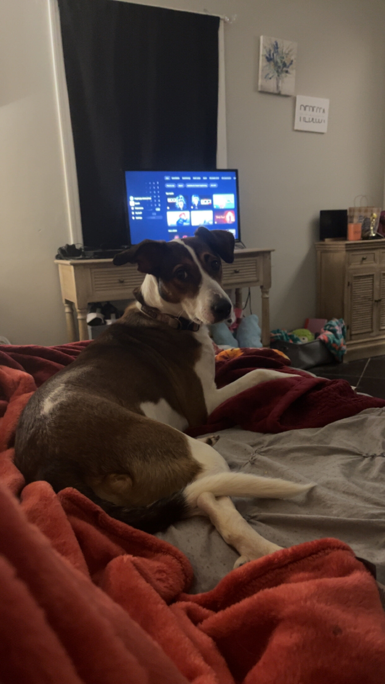 Beagle hound Blue healer mix image 1