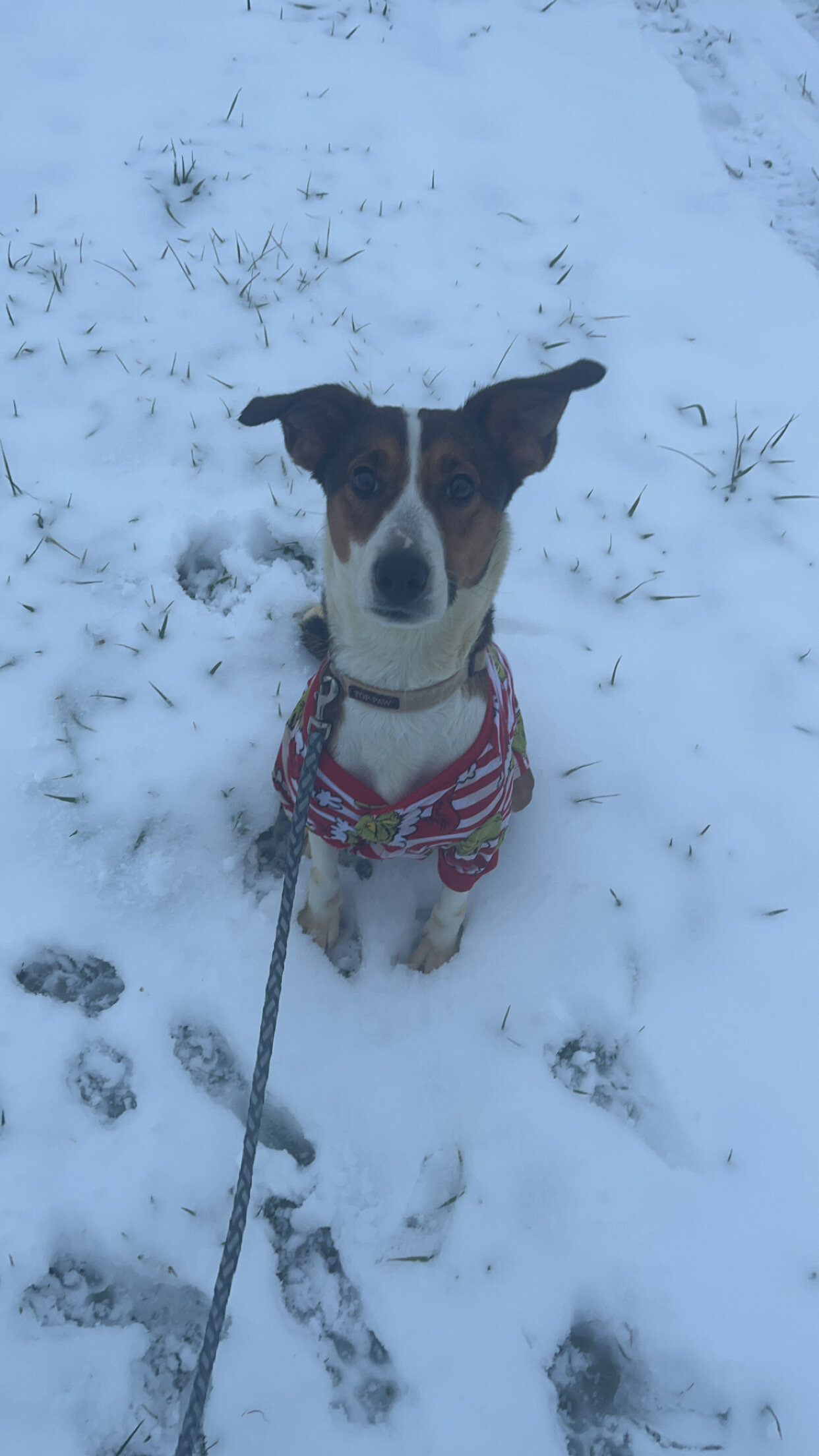 Beagle hound Blue healer mix image 3