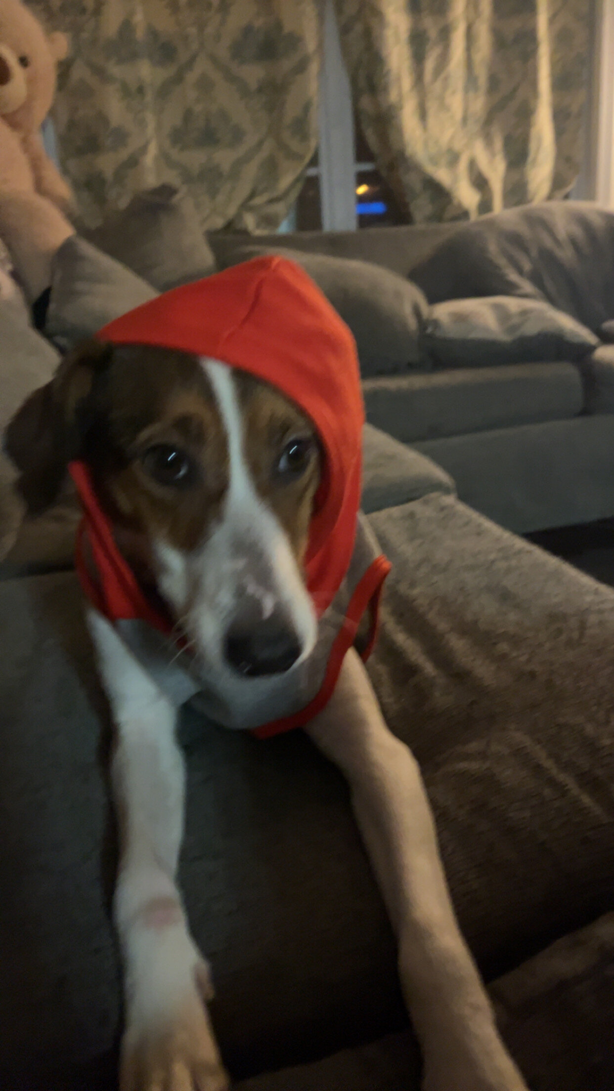 Beagle hound Blue healer mix image 2