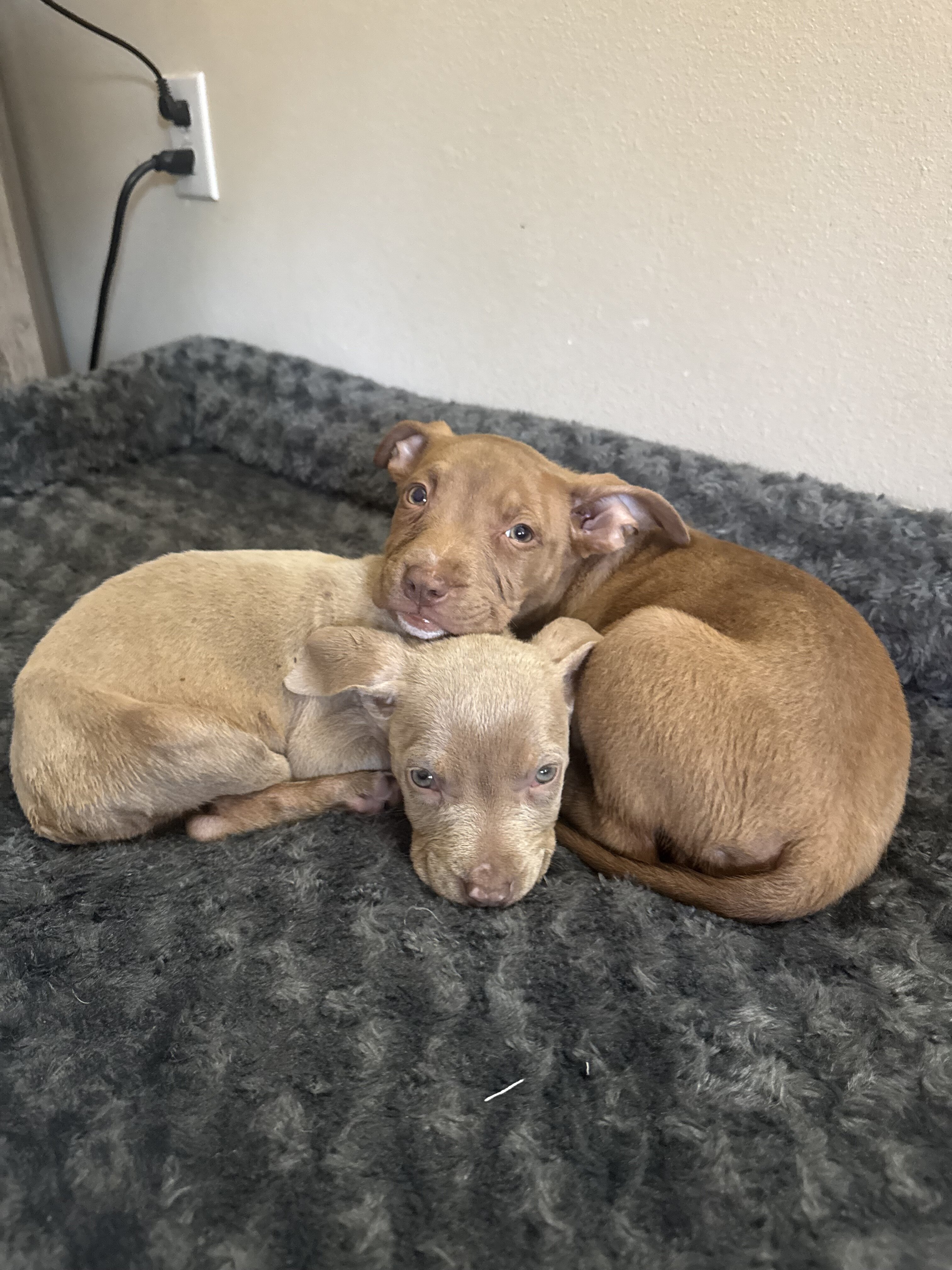 Xl bully puppy image 1