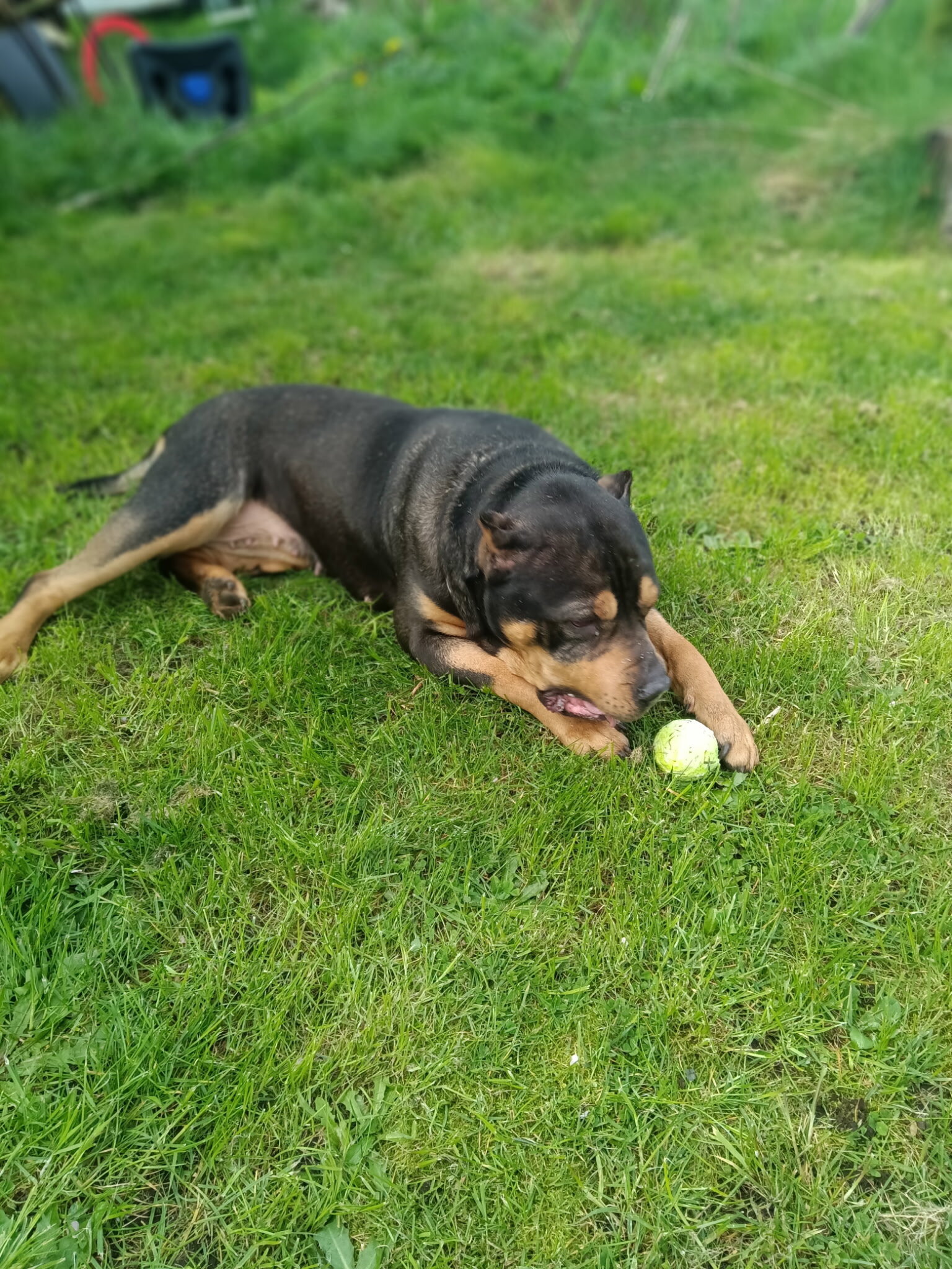 Xl bully puppy image 3
