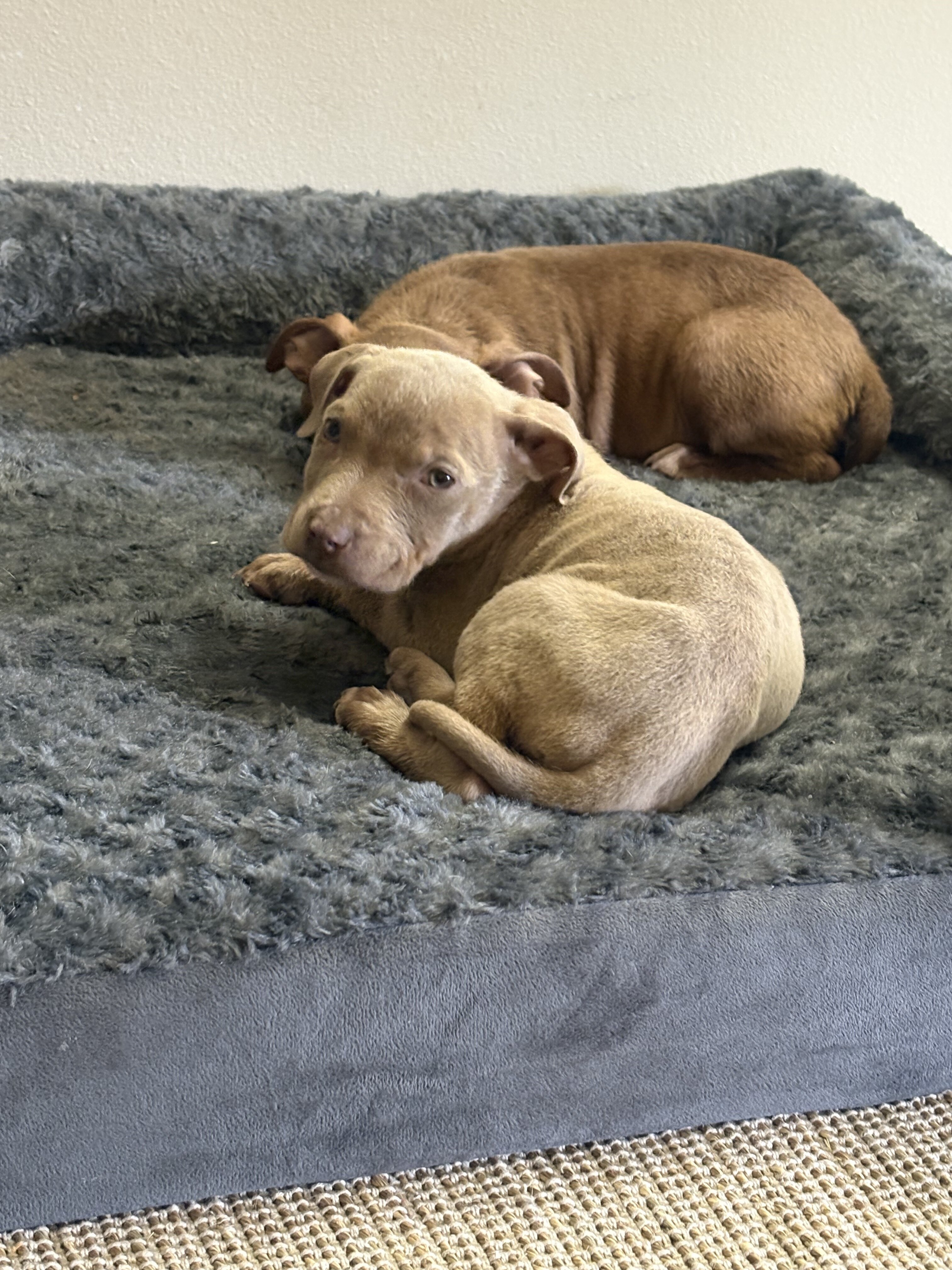 Xl bully puppy image 2